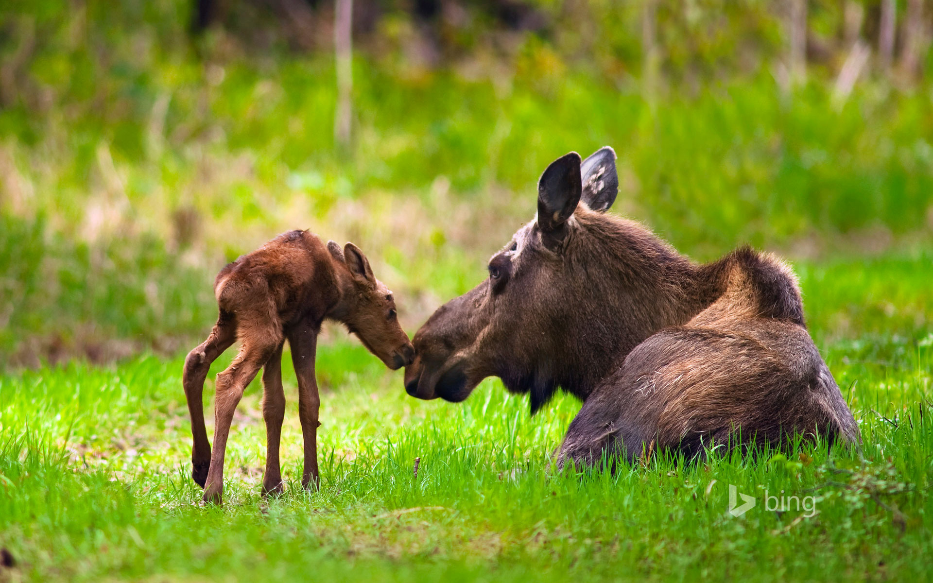 Moose cow and calf, Kincaid Park, Anchorage, Alaska