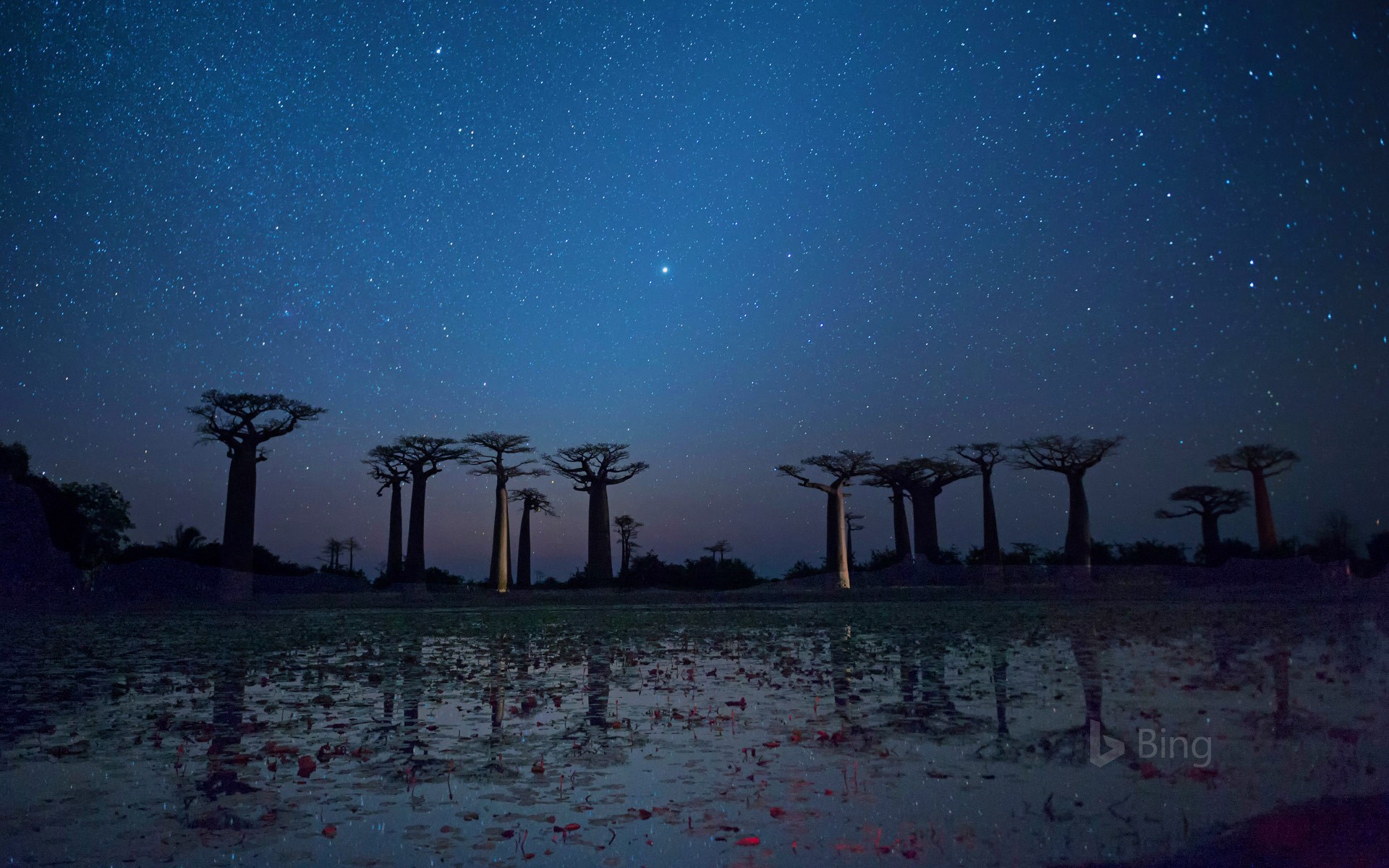 Baobab trees reflected on the Avenue of the Baobabs in the Menabe region of Madagascar