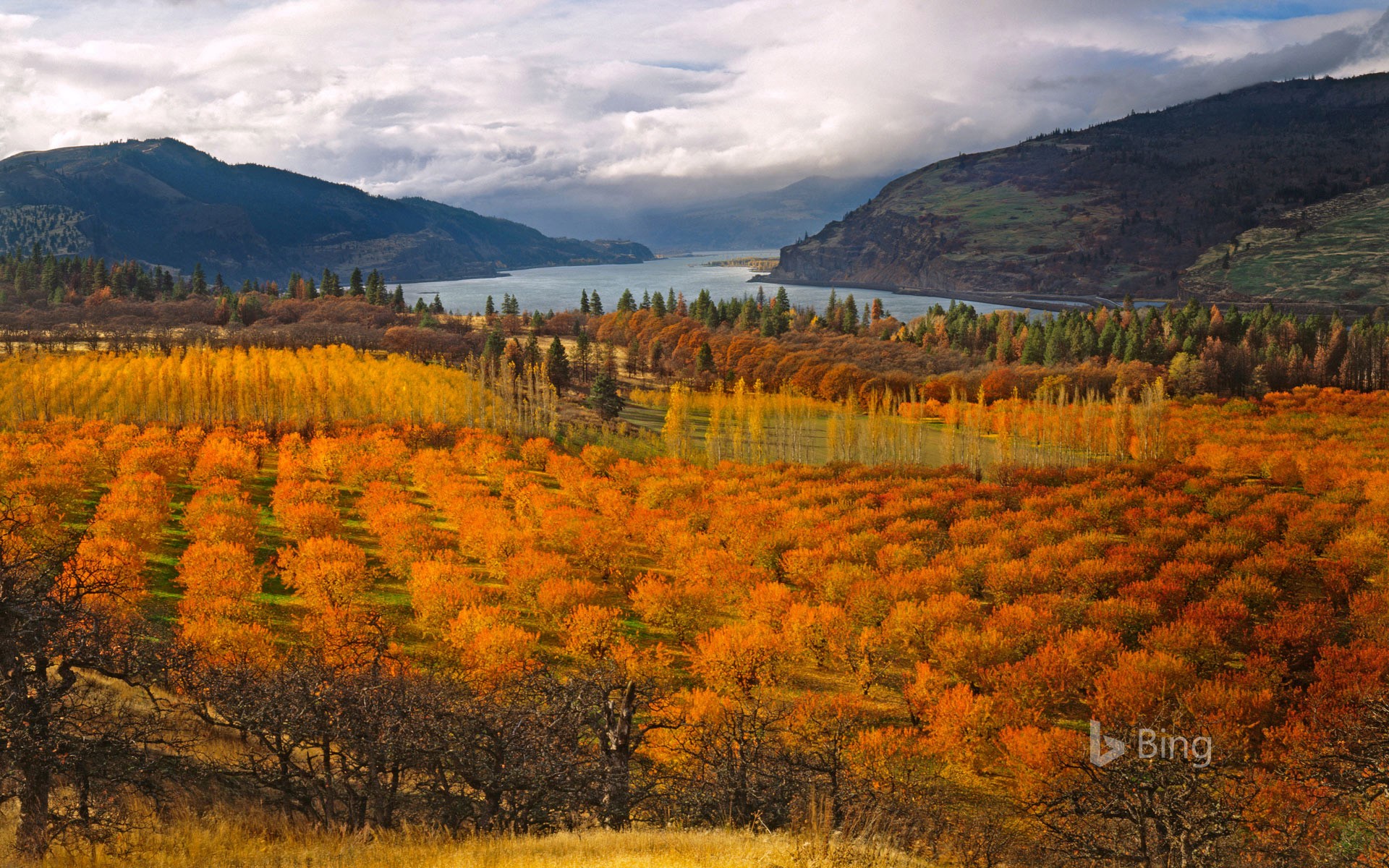 Cherry orchards in the Columbia River Gorge National Scenic Area, Oregon