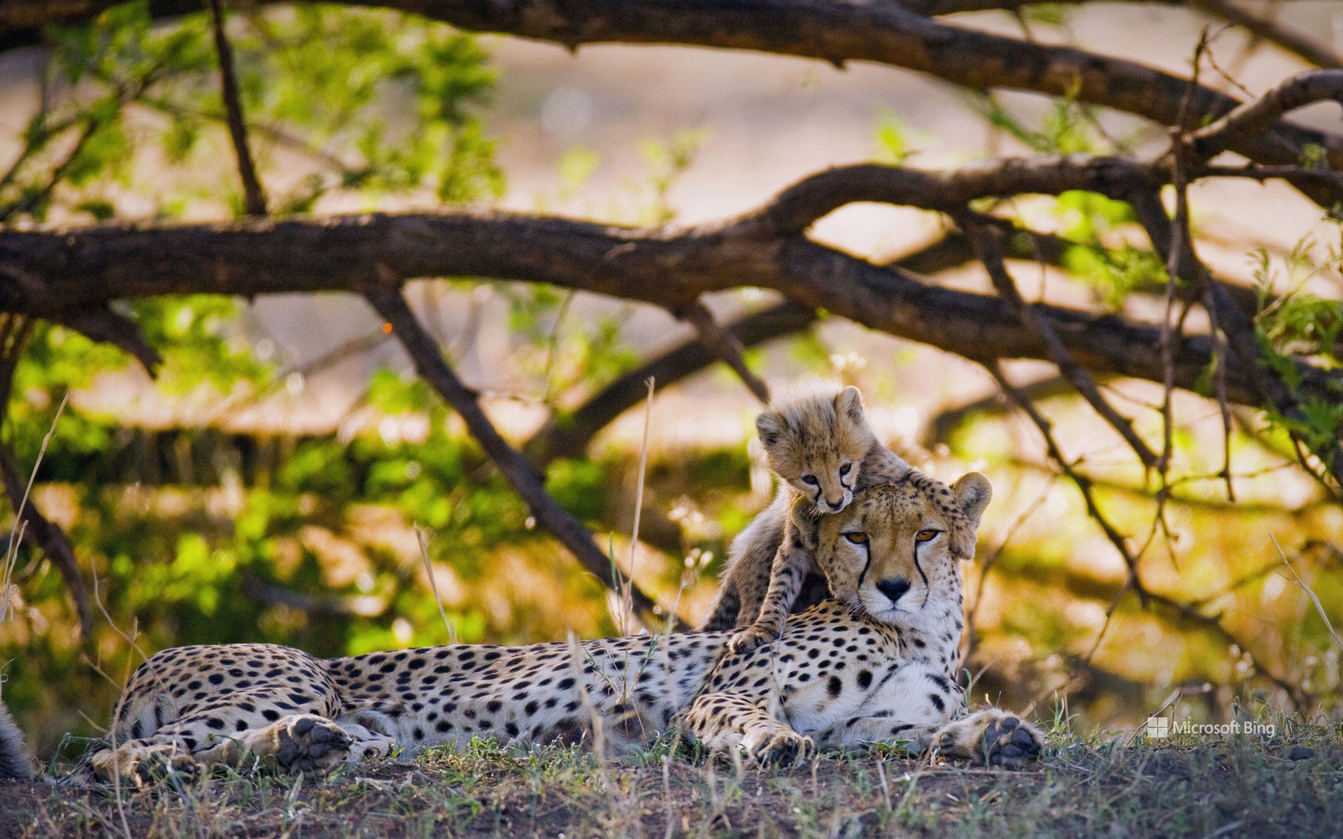 Mother cheetah and cub, Maasai Mara National Reserve, Kenya