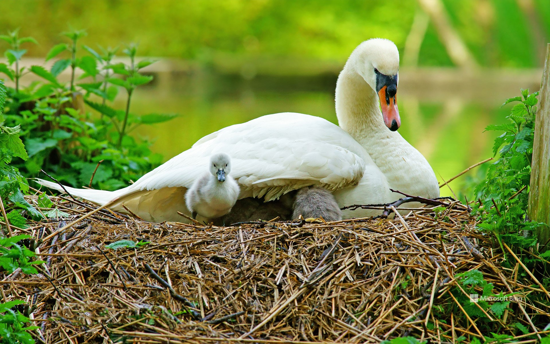 Swan and her cygnets on a nest in Stroud, Gloucestershire