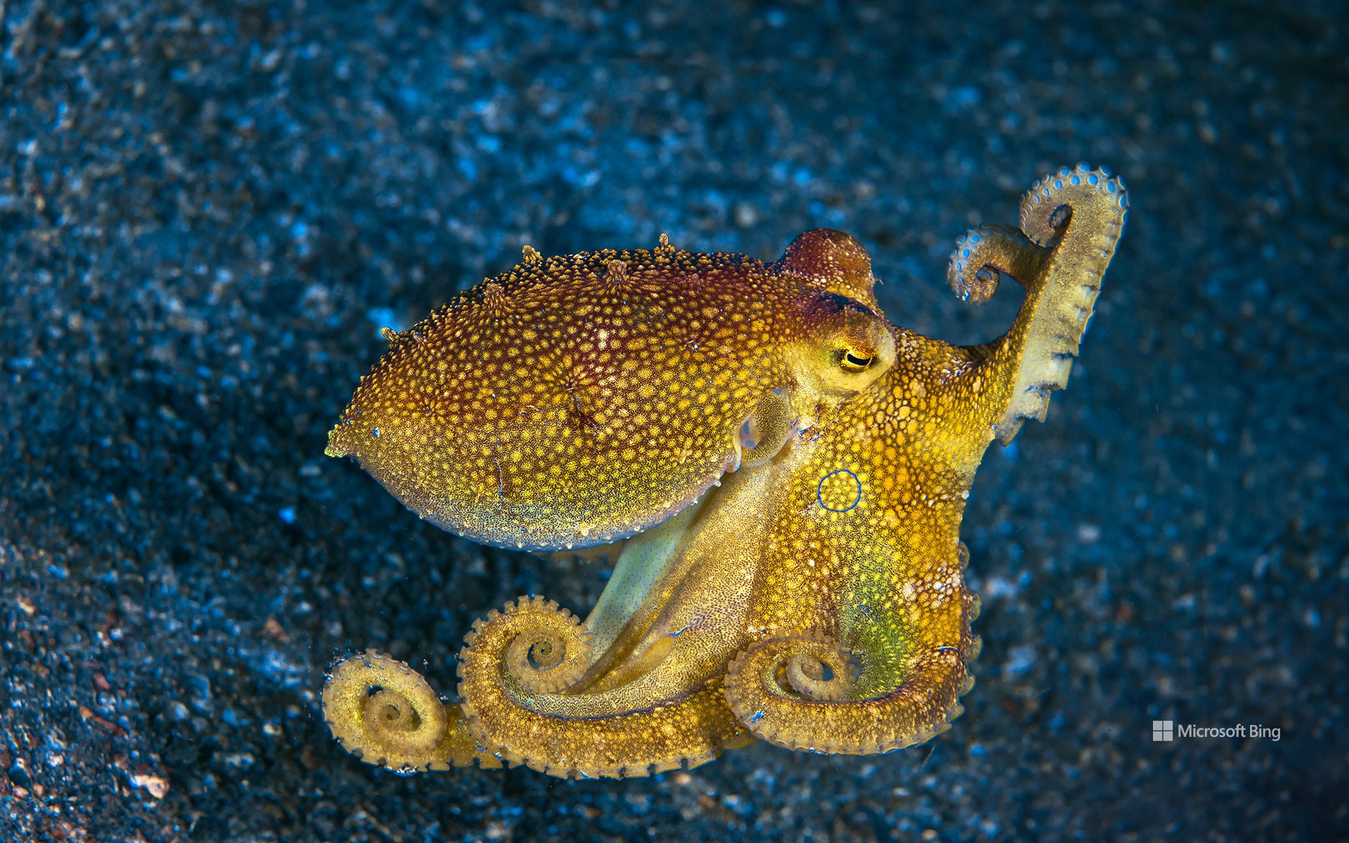 Mototi octopus, Lembeh Strait, Indonesia