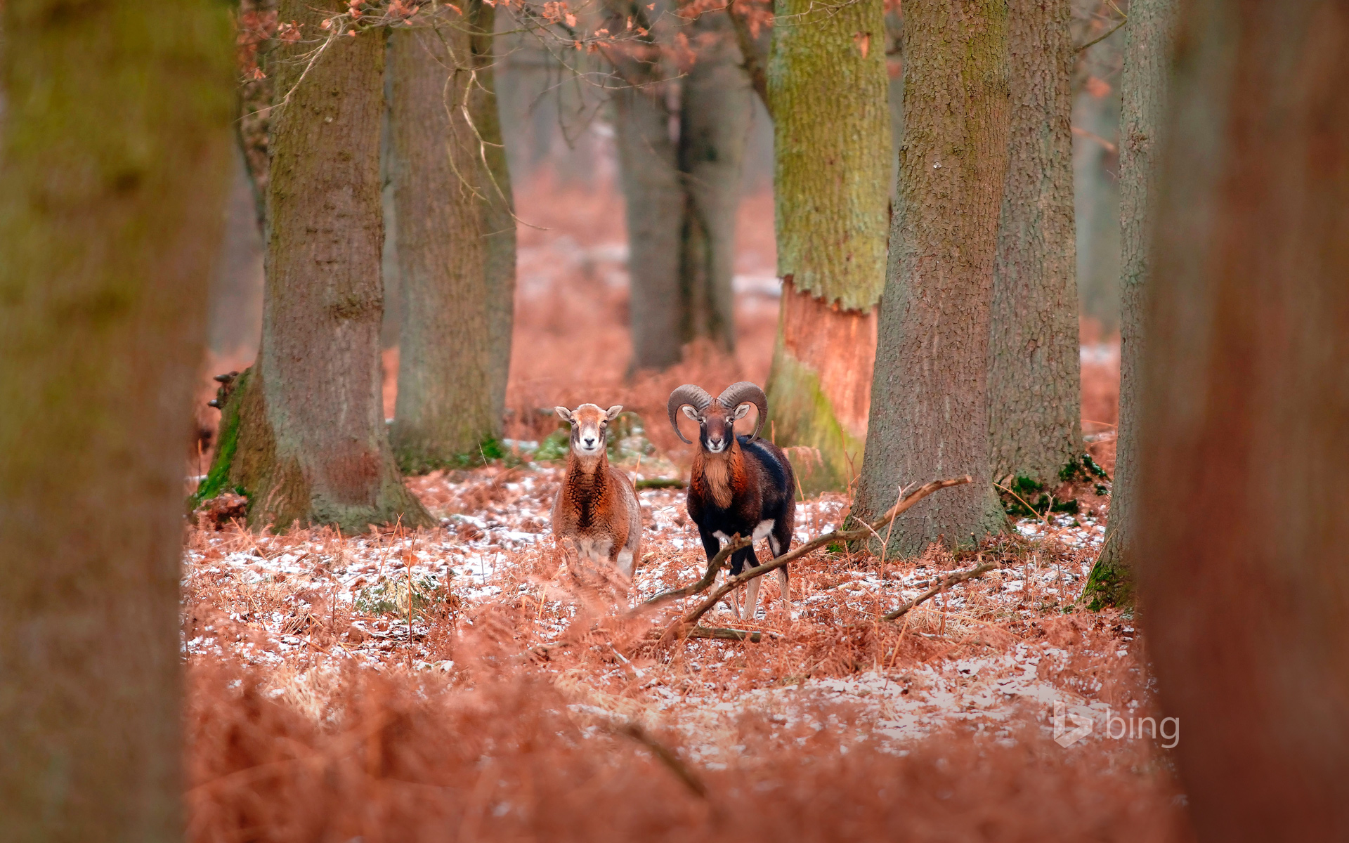 Mouflons in the forest in winter