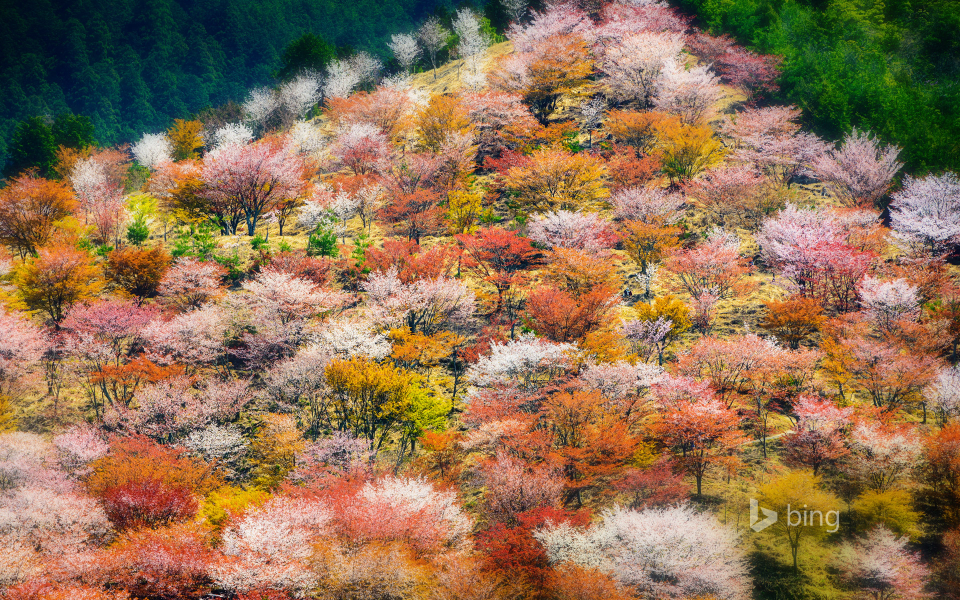 Spring cherry blossoms on Mount Yoshino in Nara Prefecture, Japan