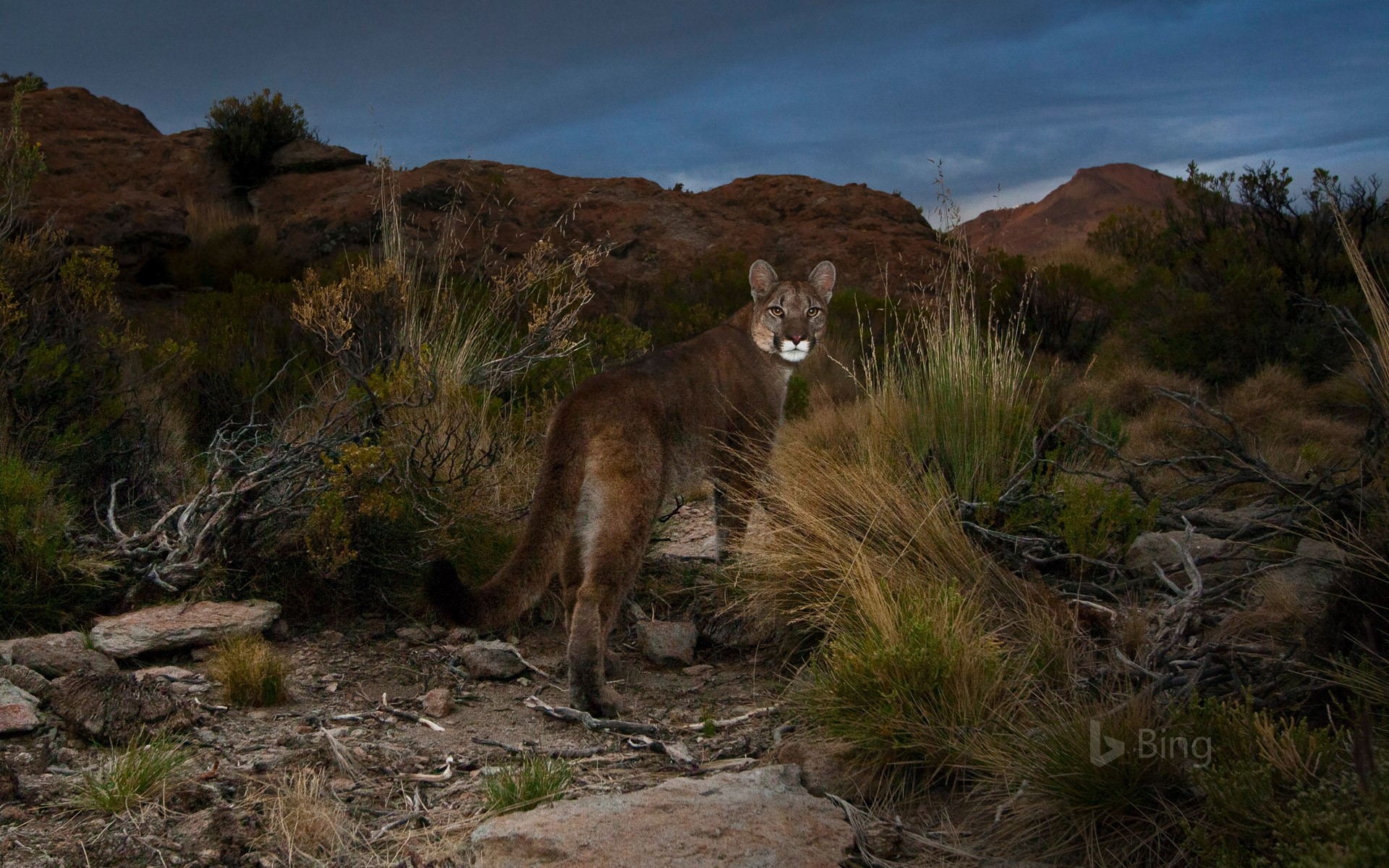 Cougar in the Andes of northwestern Argentina