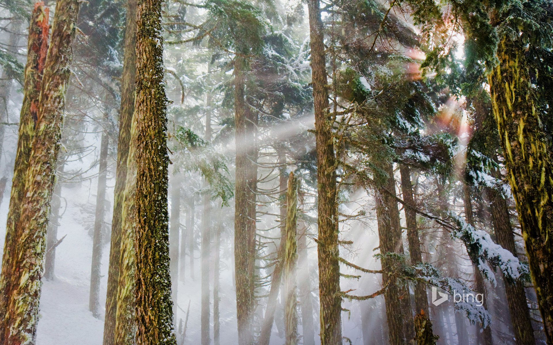 Mount Baker-Snoqualmie National Forest, Washington, USA