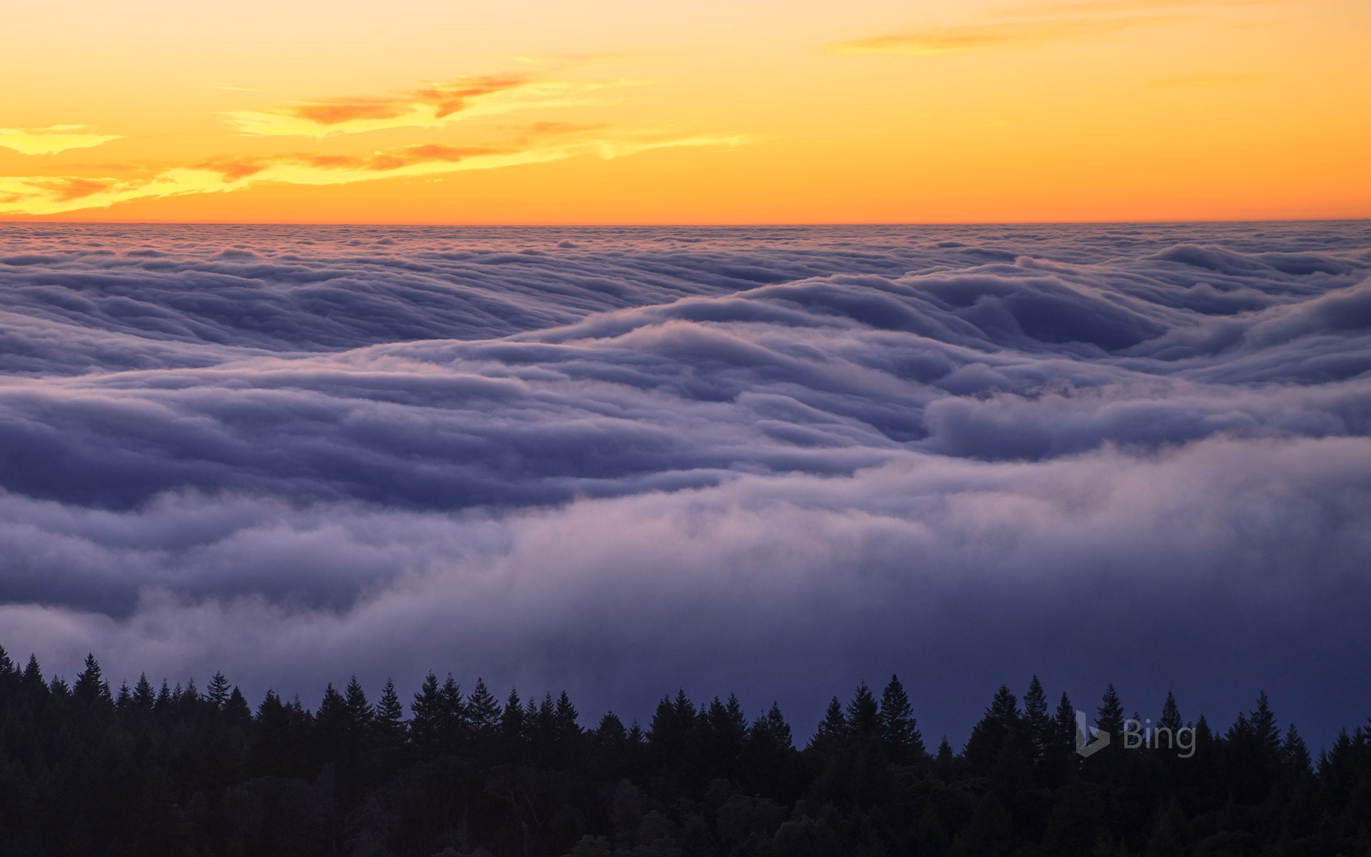 Fog over Mount Tamalpais State Park, California