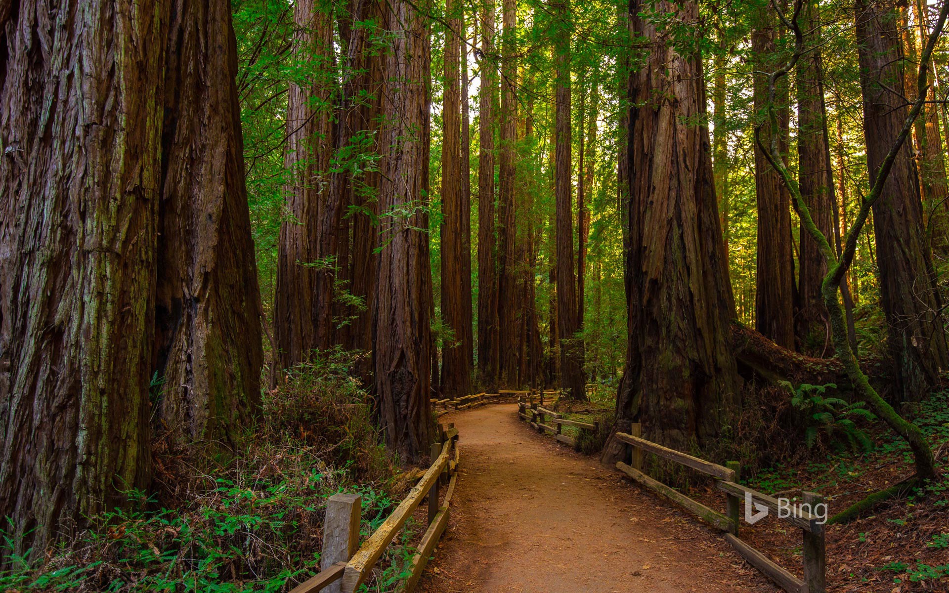 Muir Woods National Monument near San Francisco, California