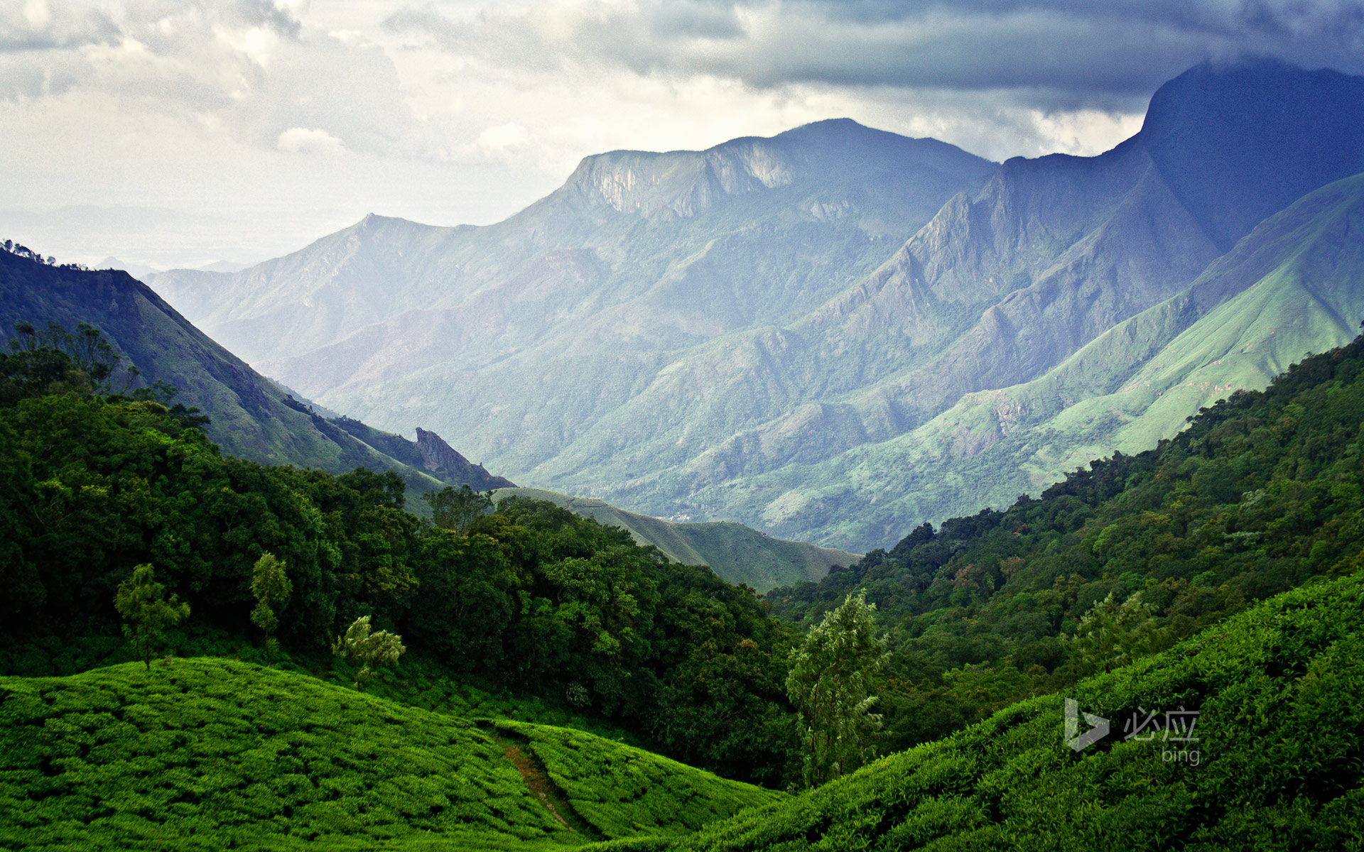 Munnar Tea Plantation in Kerala, India
