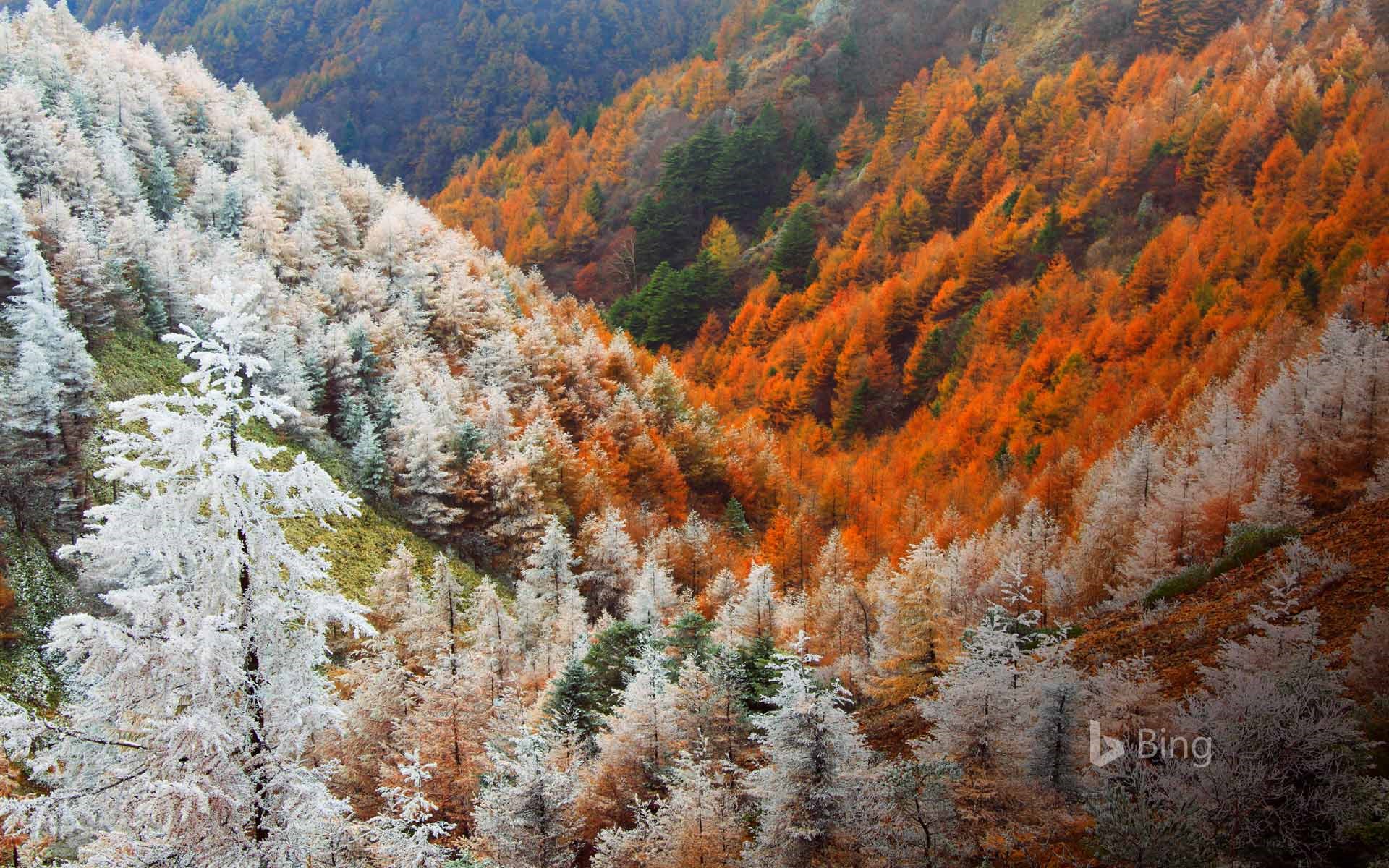 Larch forest near Matsumoto, Japan