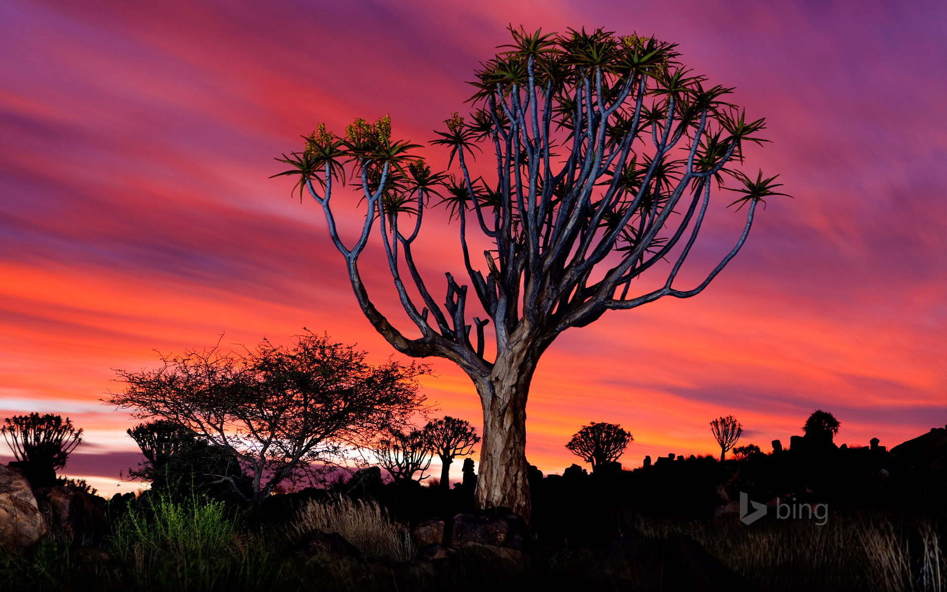 The Quiver Tree Forest near Keetmanshoop, Namibia