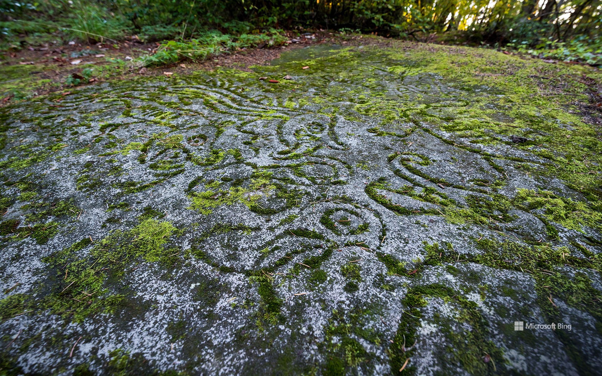 Ancient rock carvings at Petroglyph Provincial Park in Nanaimo, Canada