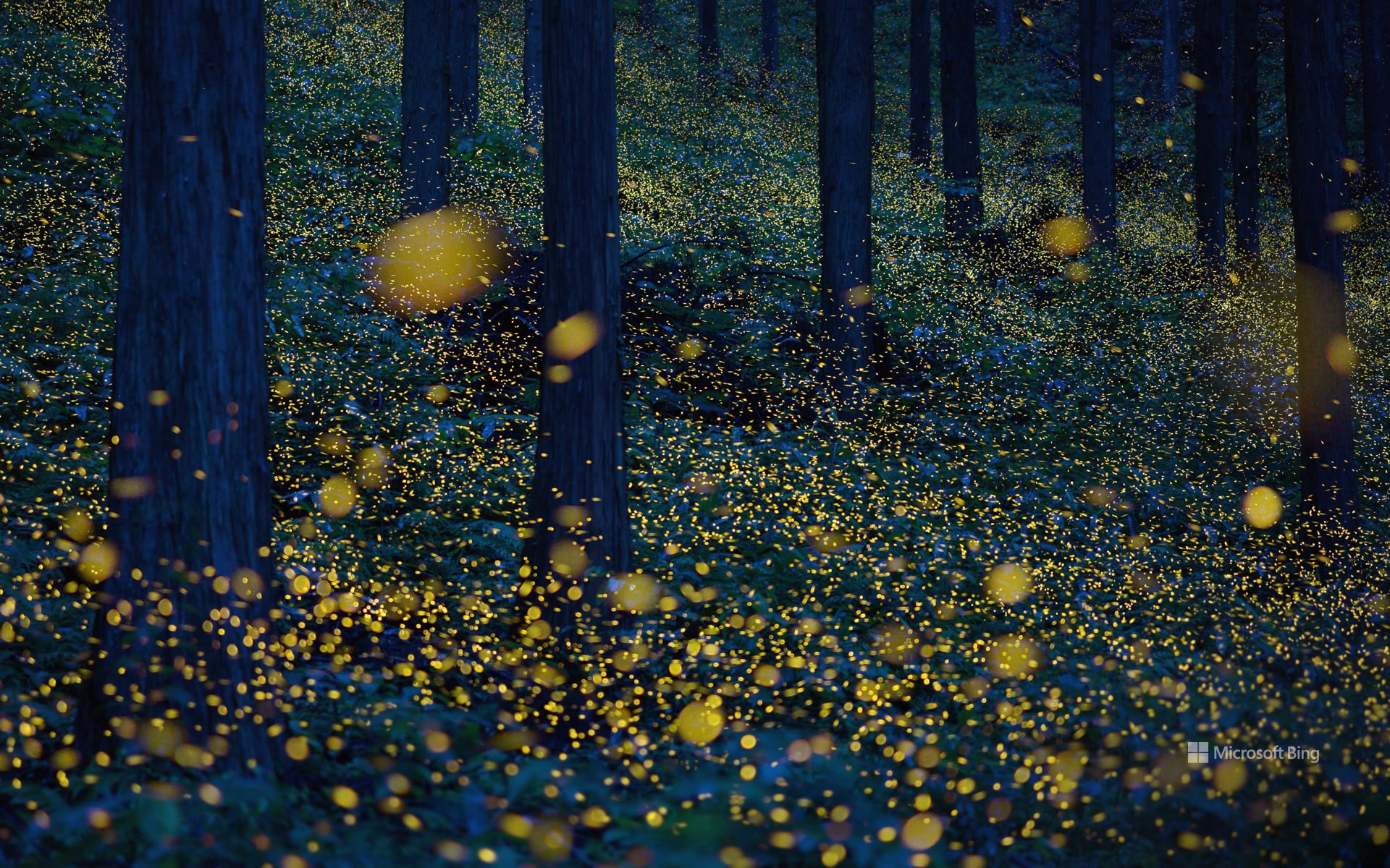 Fireflies in Nichinan, Tottori Prefecture, Japan