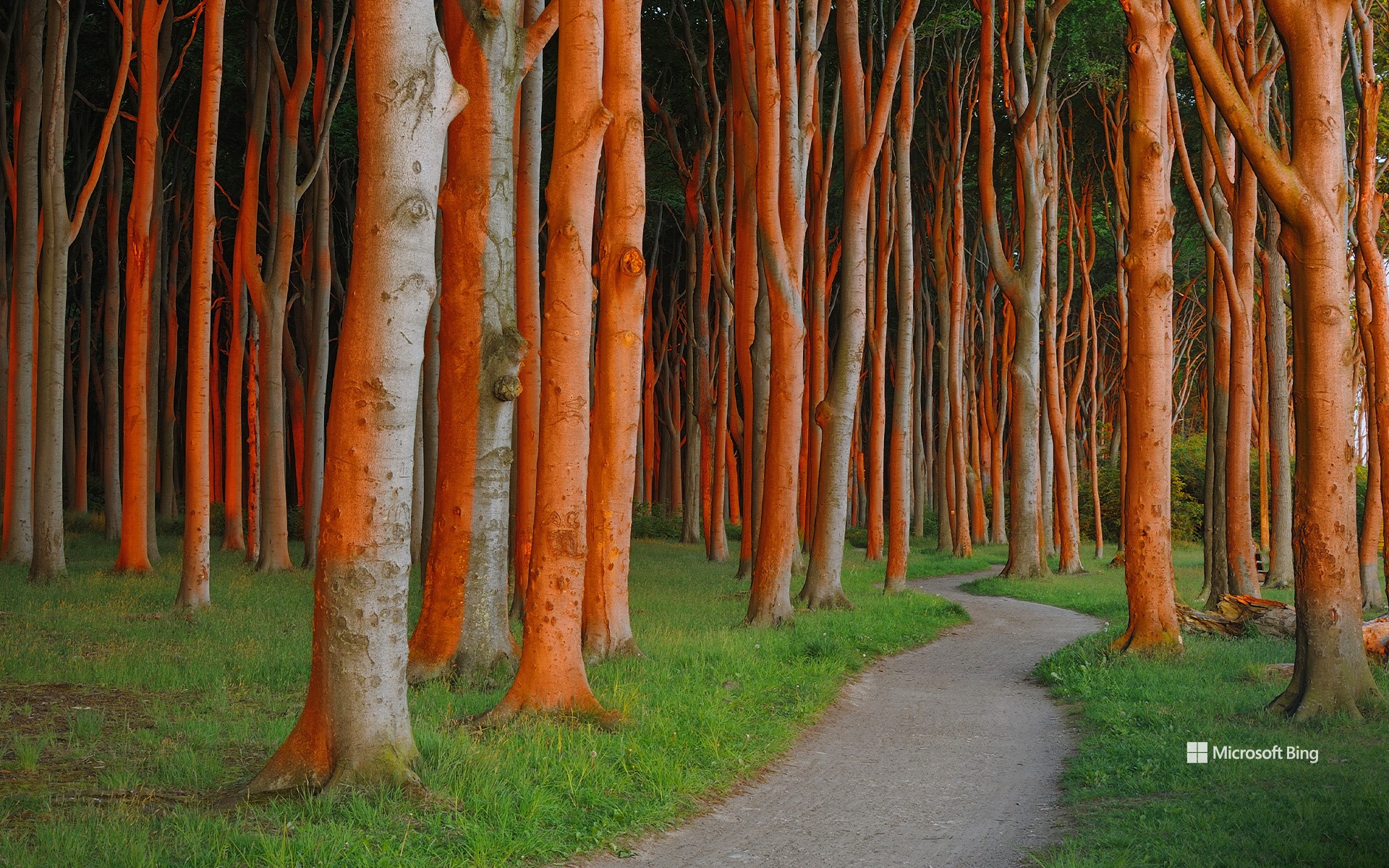 Path through the ghost forest at sunrise, Nienhagen, Mecklenburg-Vorpommern