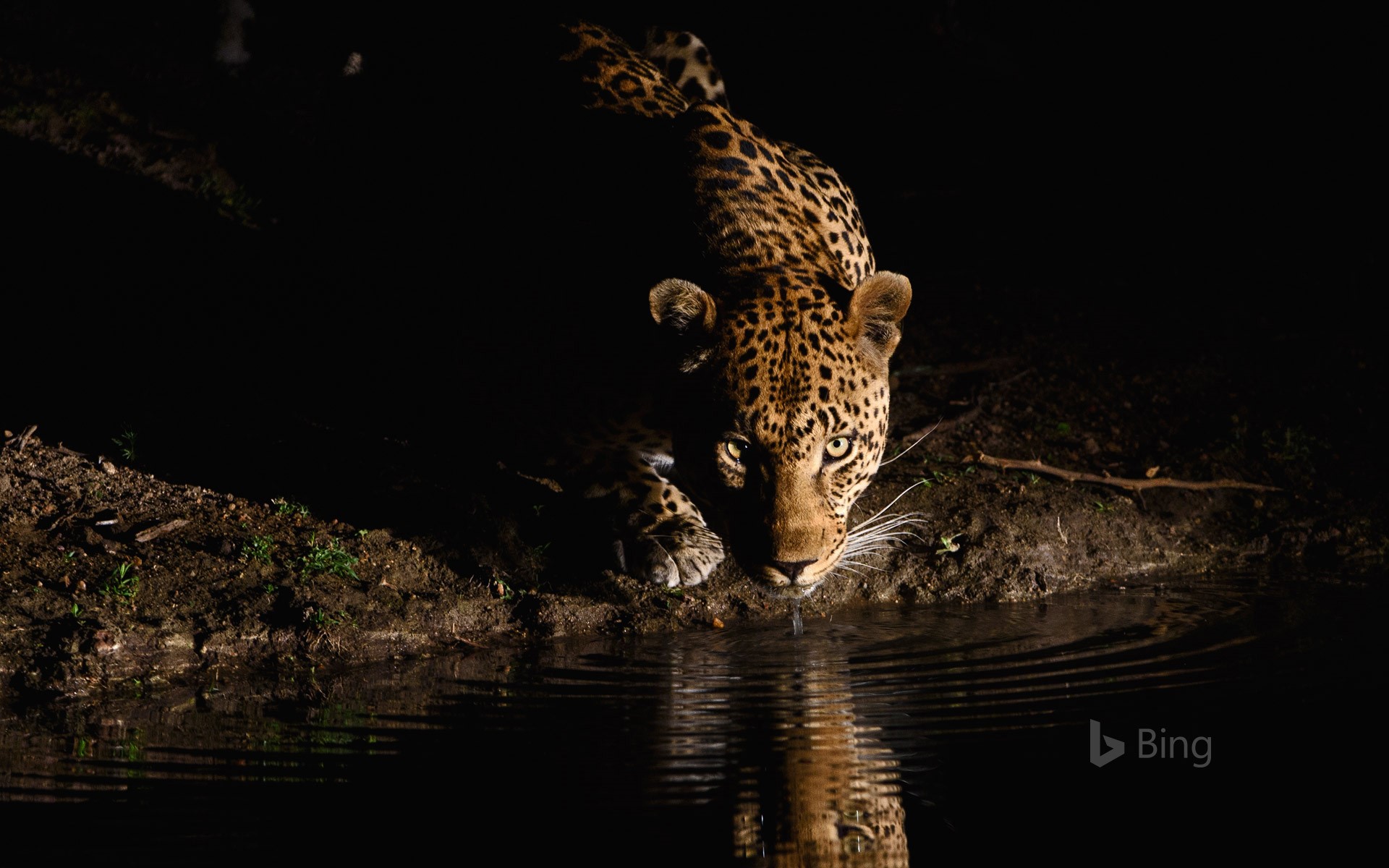 An African leopard in the Londolozi Private Game Reserve, South Africa