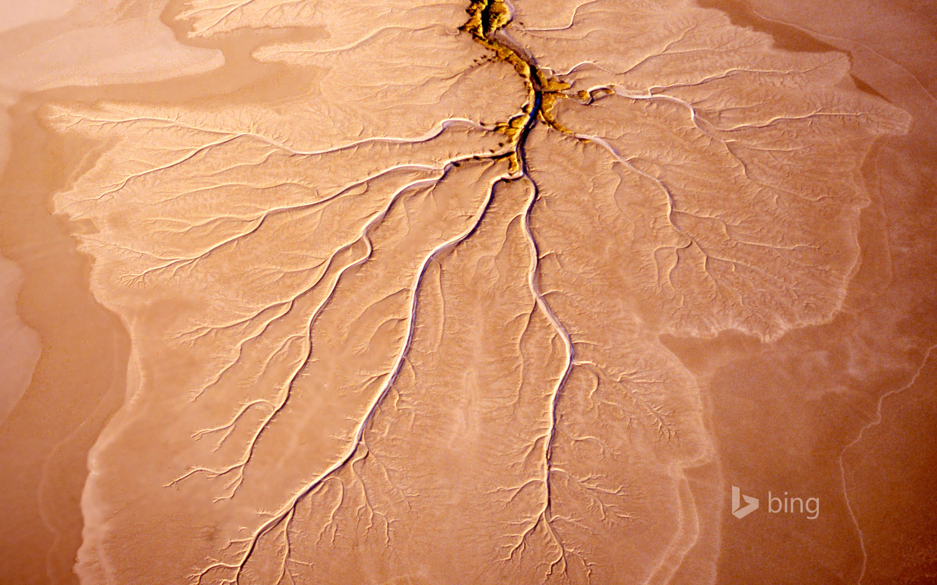Root structure in a mudflat near Norman River in Queensland, Australia
