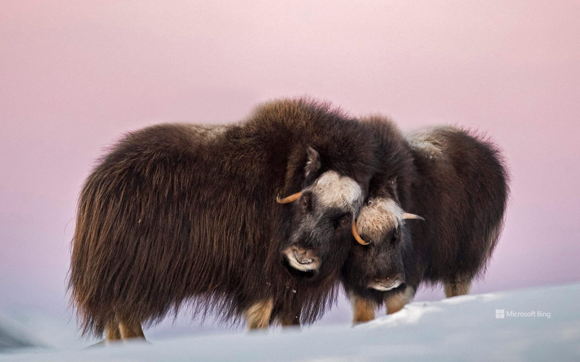 Muskox mother and calf in Dovre-Sunndalsfjella National Park, Norway
