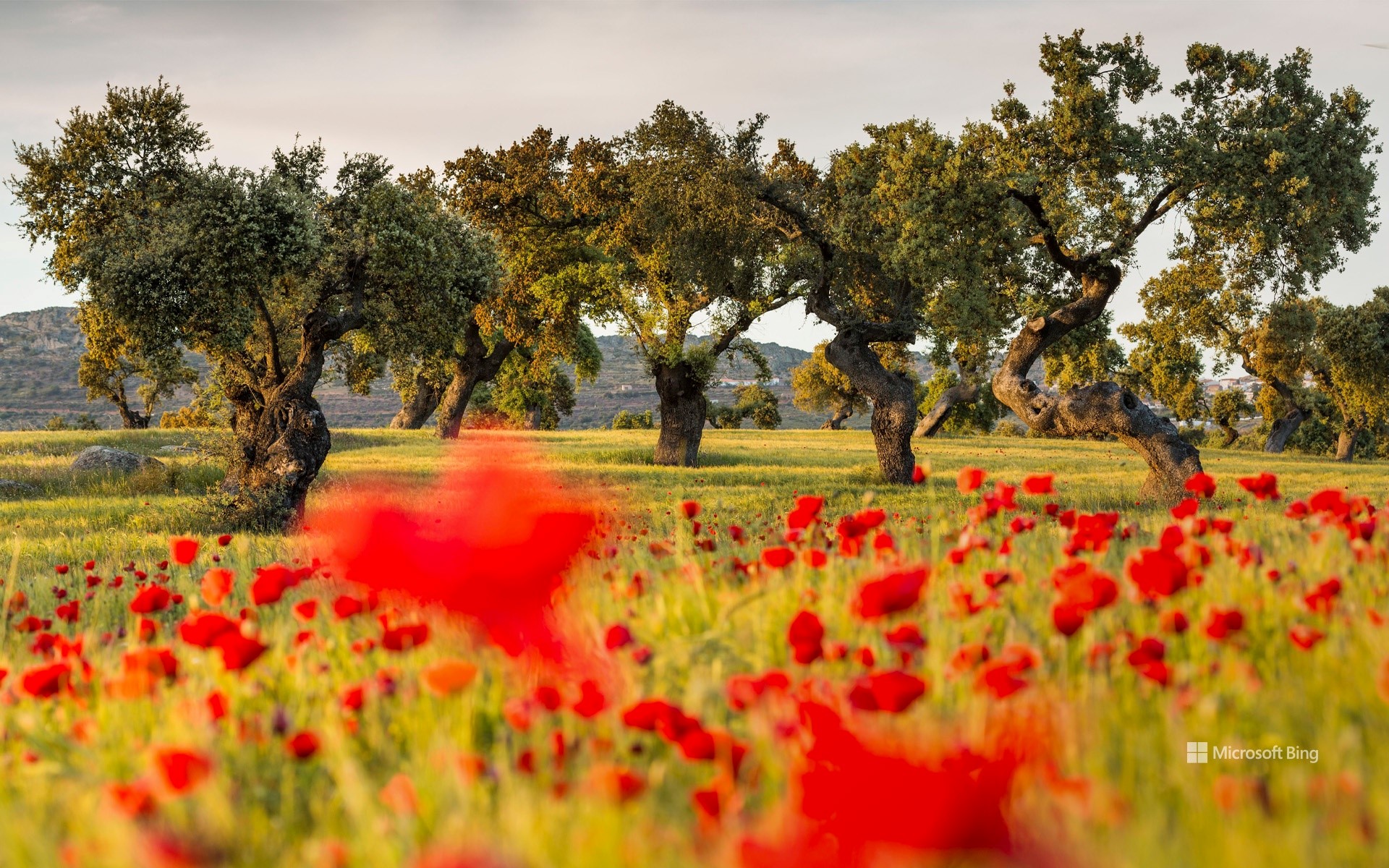 Holm oaks and poppies in the meadow, La Serena, Badajoz, Spain