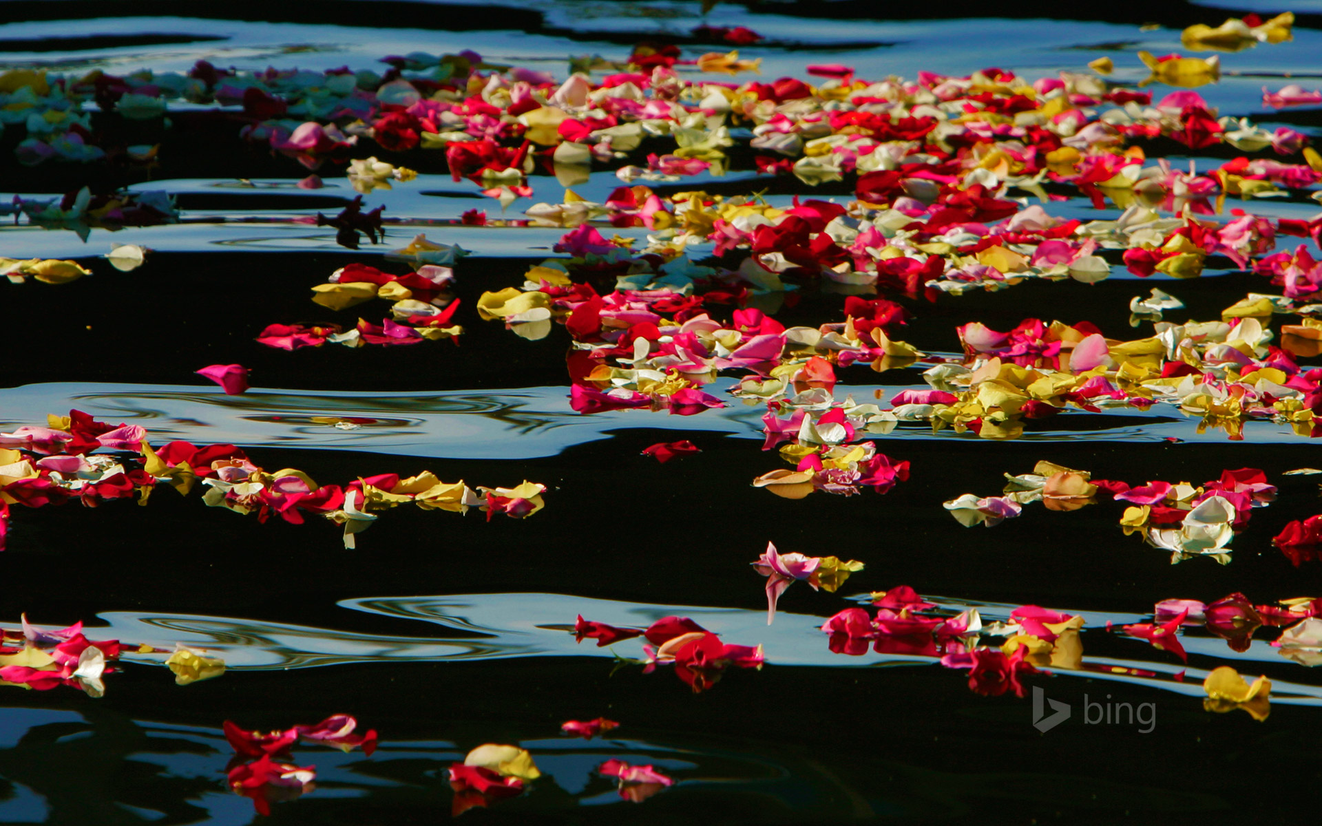 Rose petals in Oceanside Harbor, California