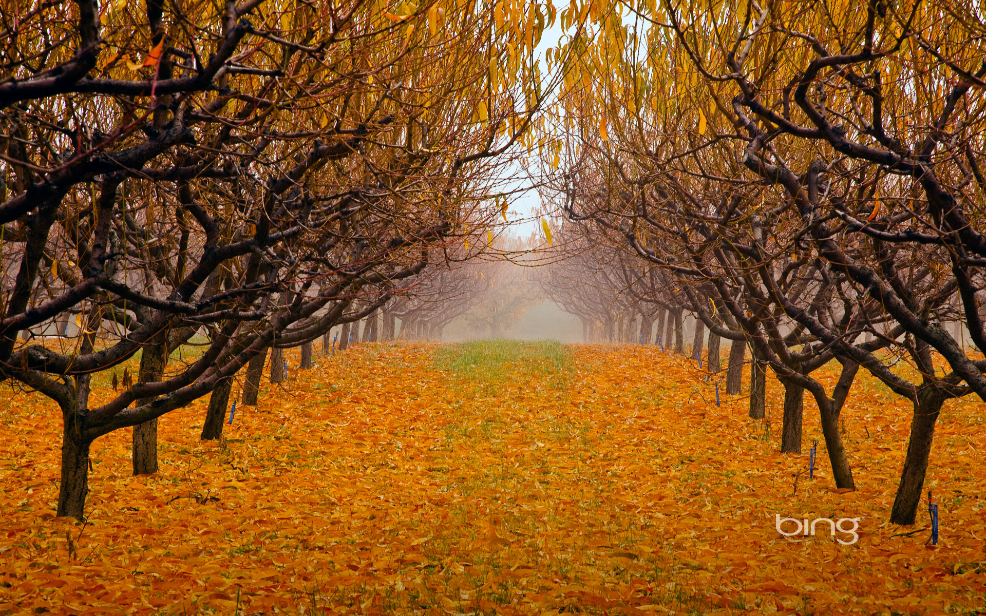 Pear orchard in Okanagan Valley, British Columbia, Canada