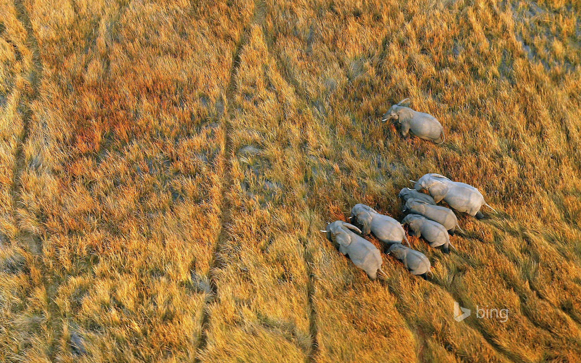 Elephants in the Okavango Delta, Botswana