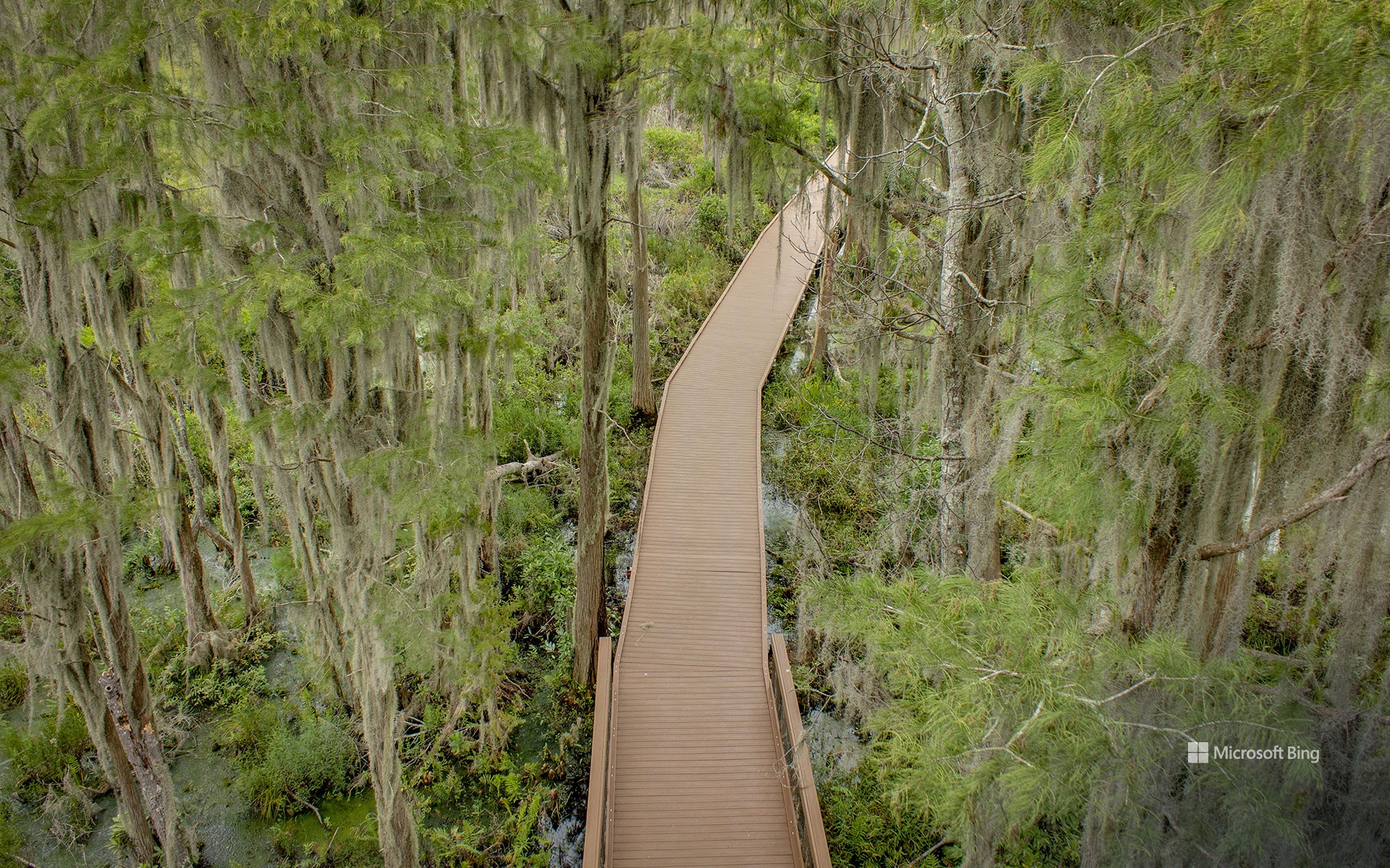 Spanish moss trees over a boardwalk in the Okefenokee Swamp, Folkston, Georgia