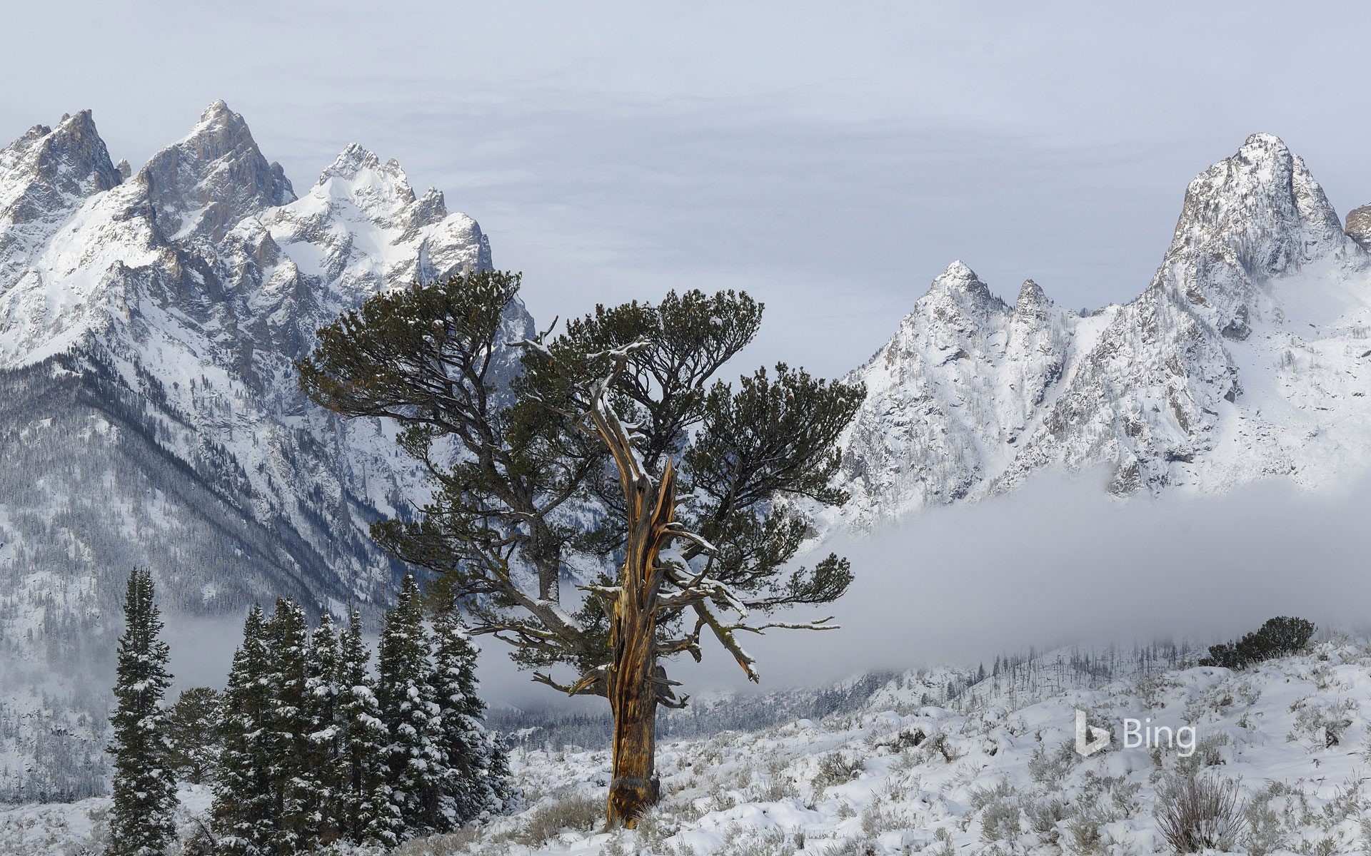 The Old Patriarch Tree of Grand Teton National Park, Wyoming