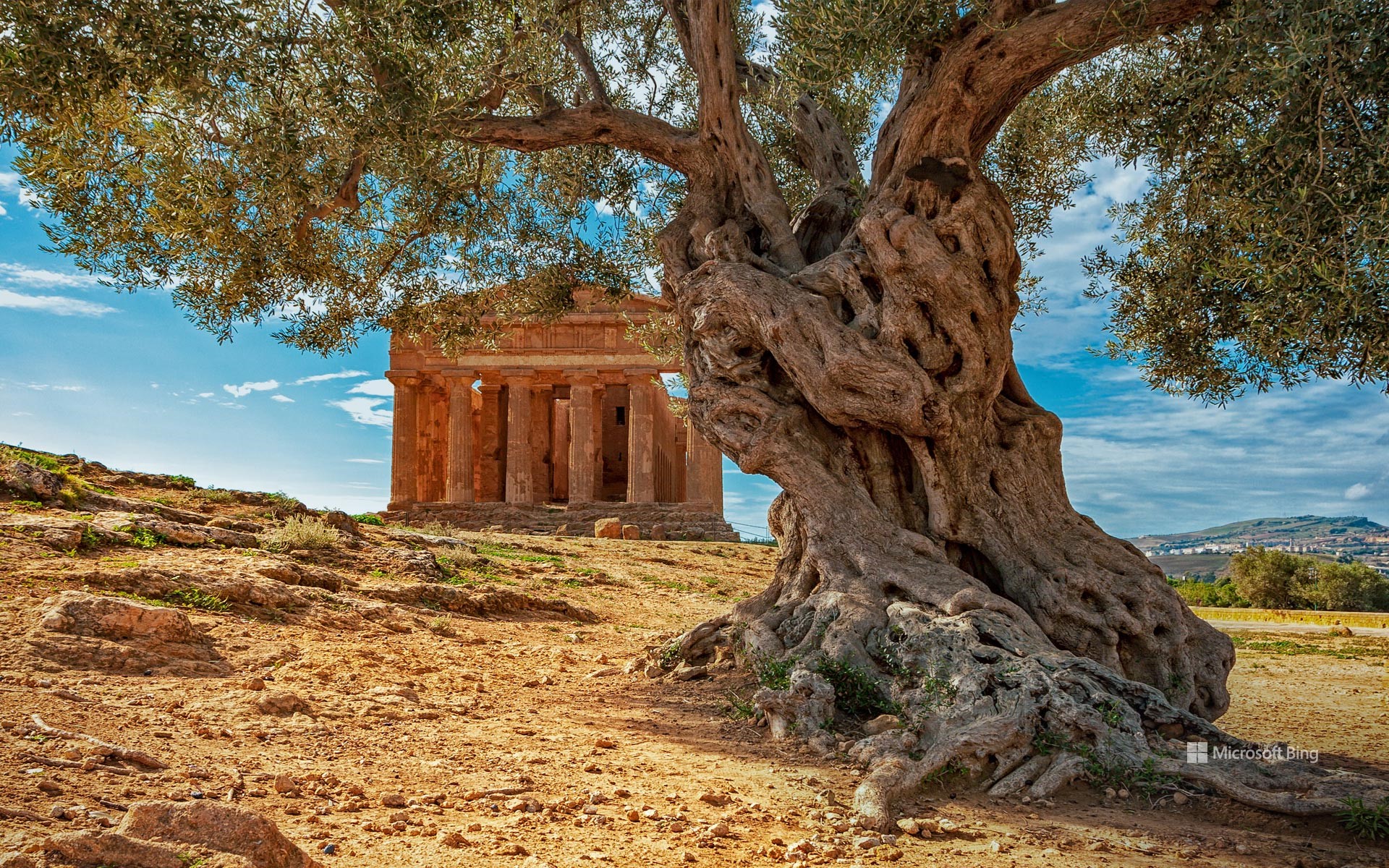 An olive tree in front of the Temple of Concordia on the island of Sicily, Italy
