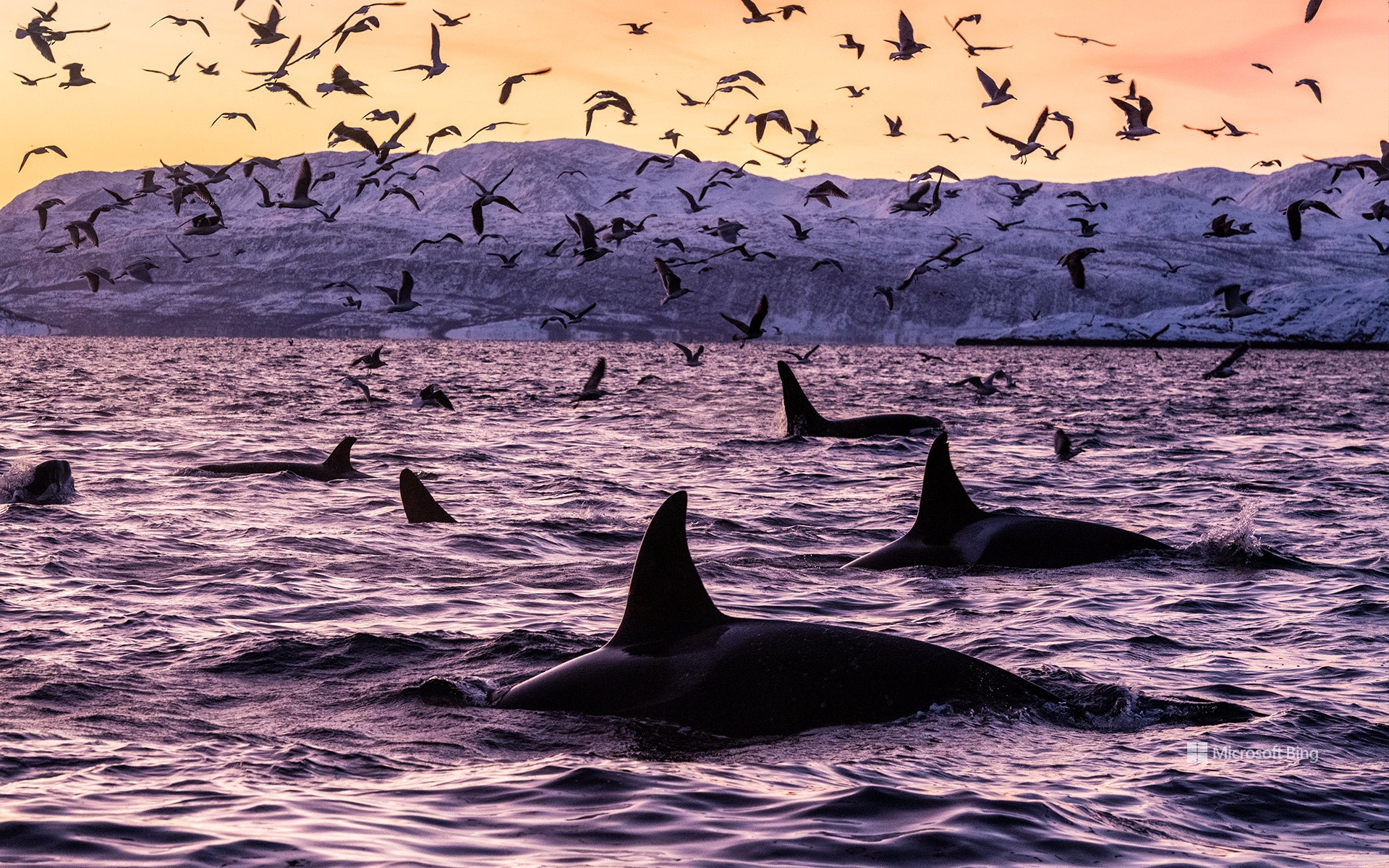 Killer whales in the waters off Spildra, Norway