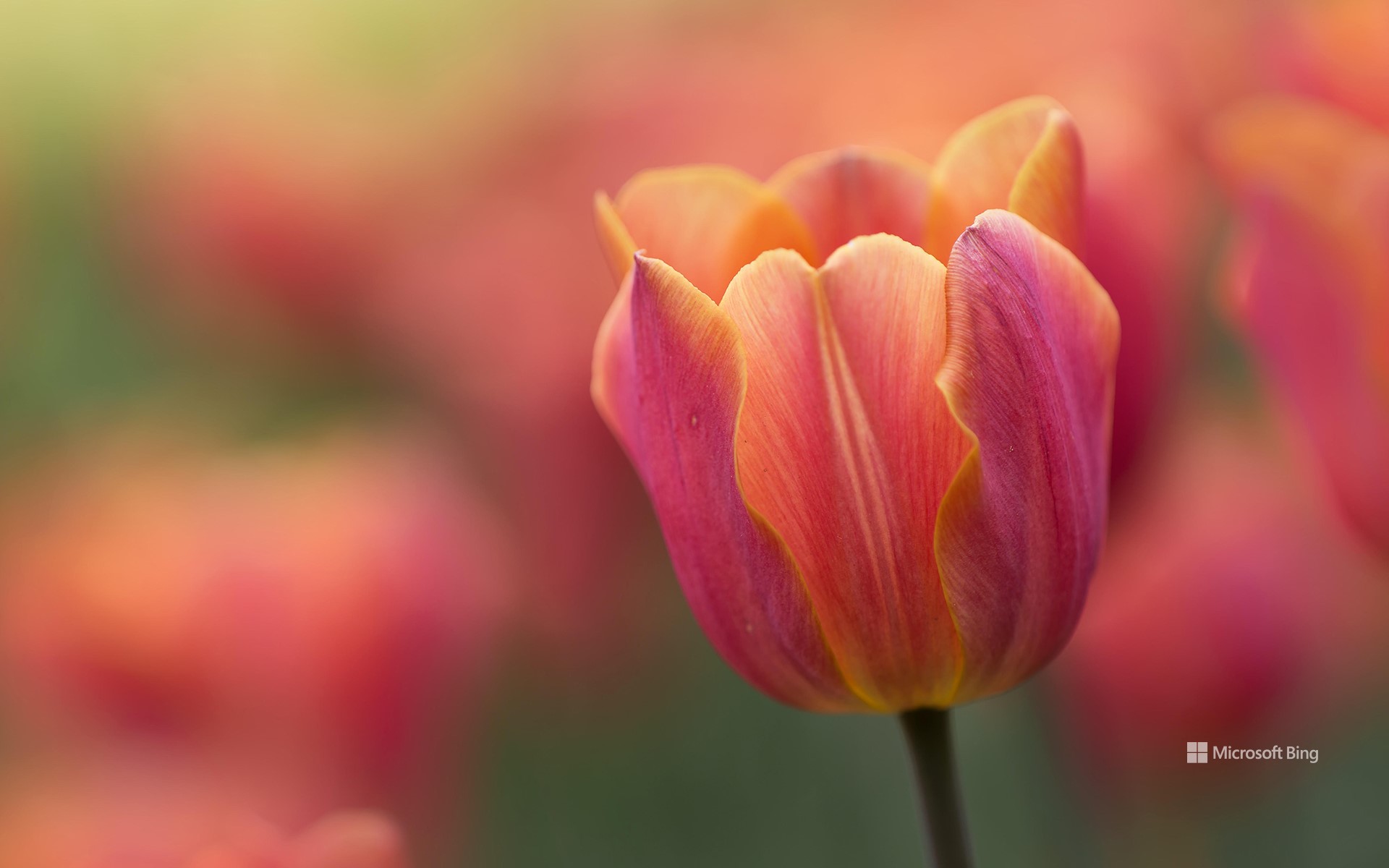 A close-up of a tulip from the Canadian Tulip Festival in Ottawa
