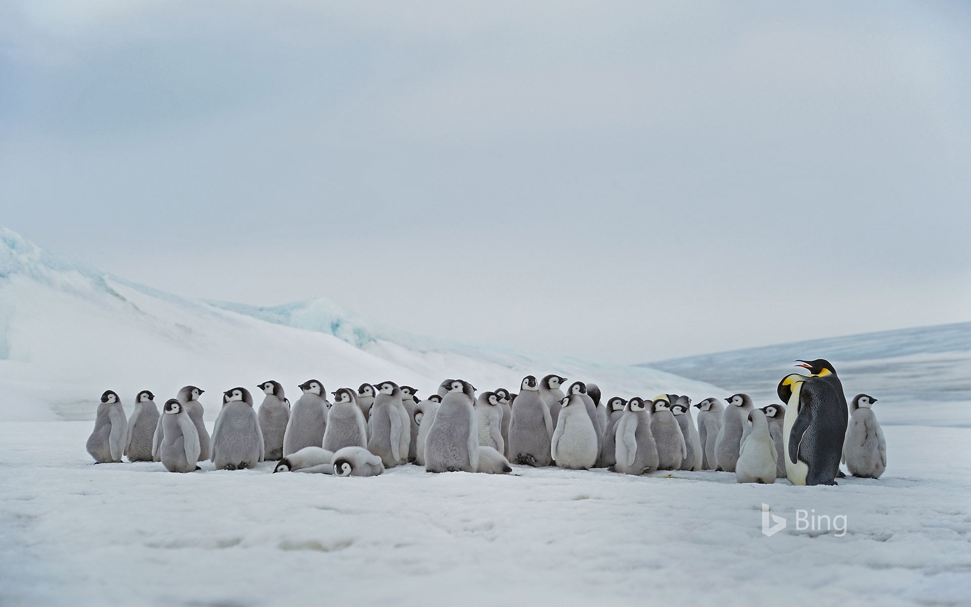 Emperor penguin adults and chicks at the Snow Hill Island rookery, Antarctica