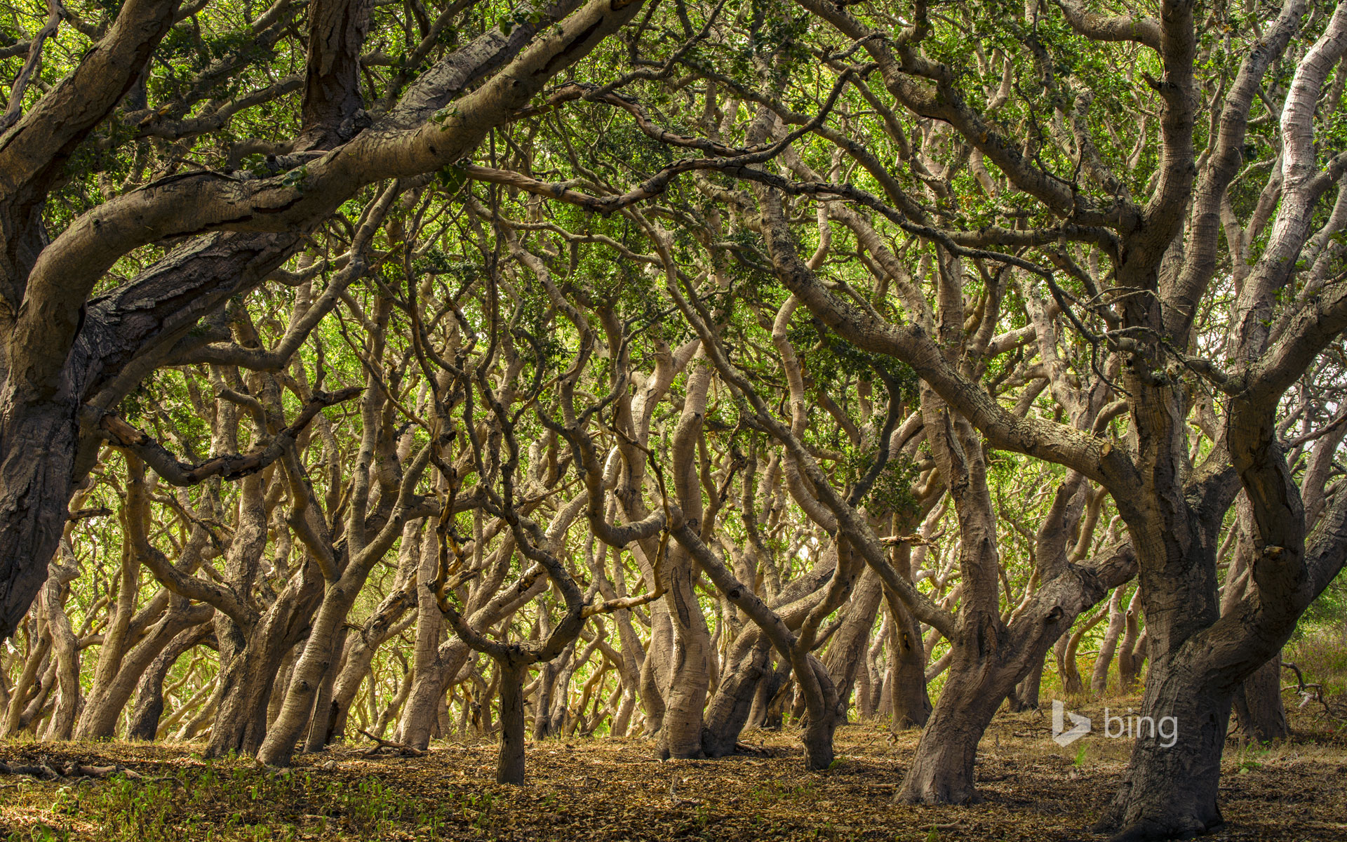 Oak trees in Palo Corona Regional Park, Carmel Valley, California