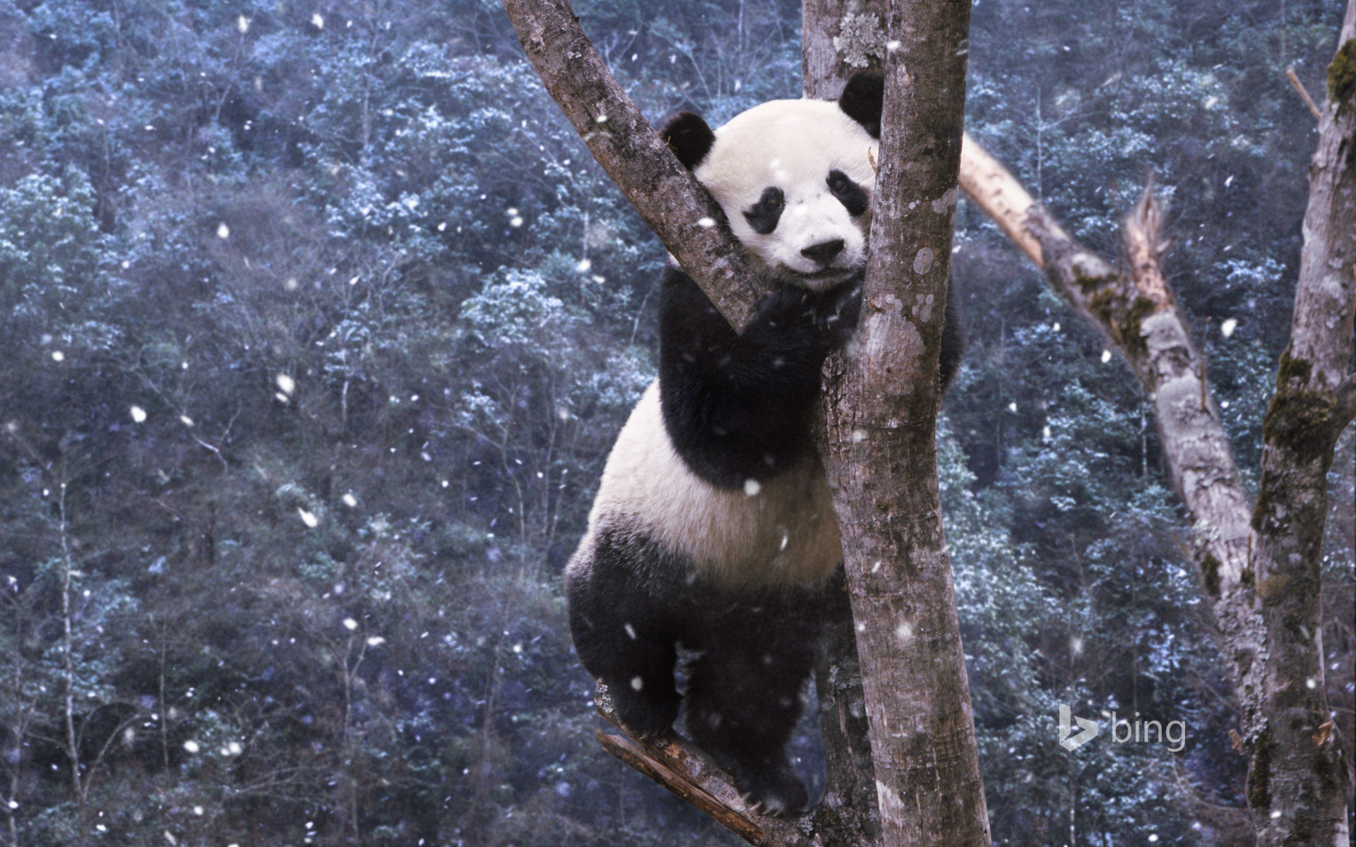 Panda, Sichuan, China