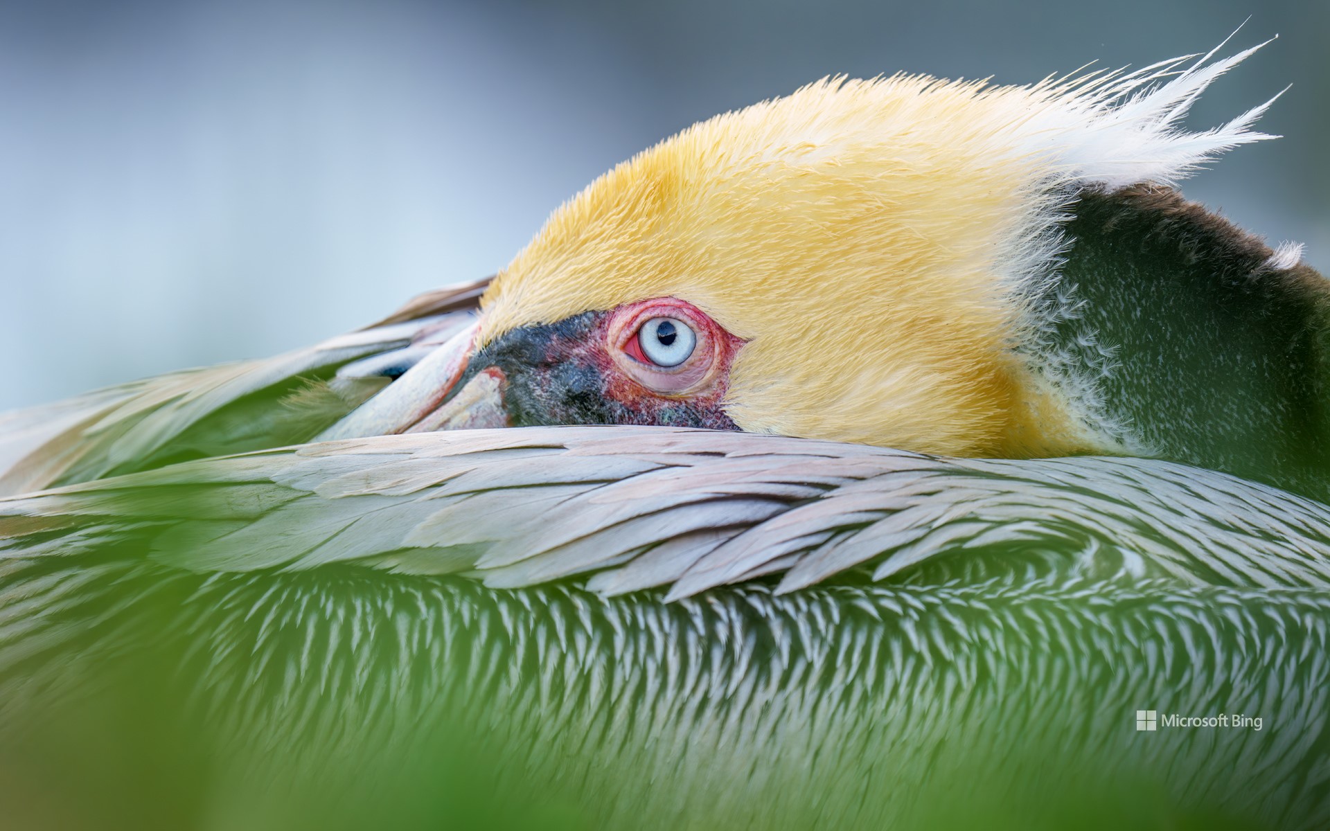 Brown pelican, San Diego, California, USA