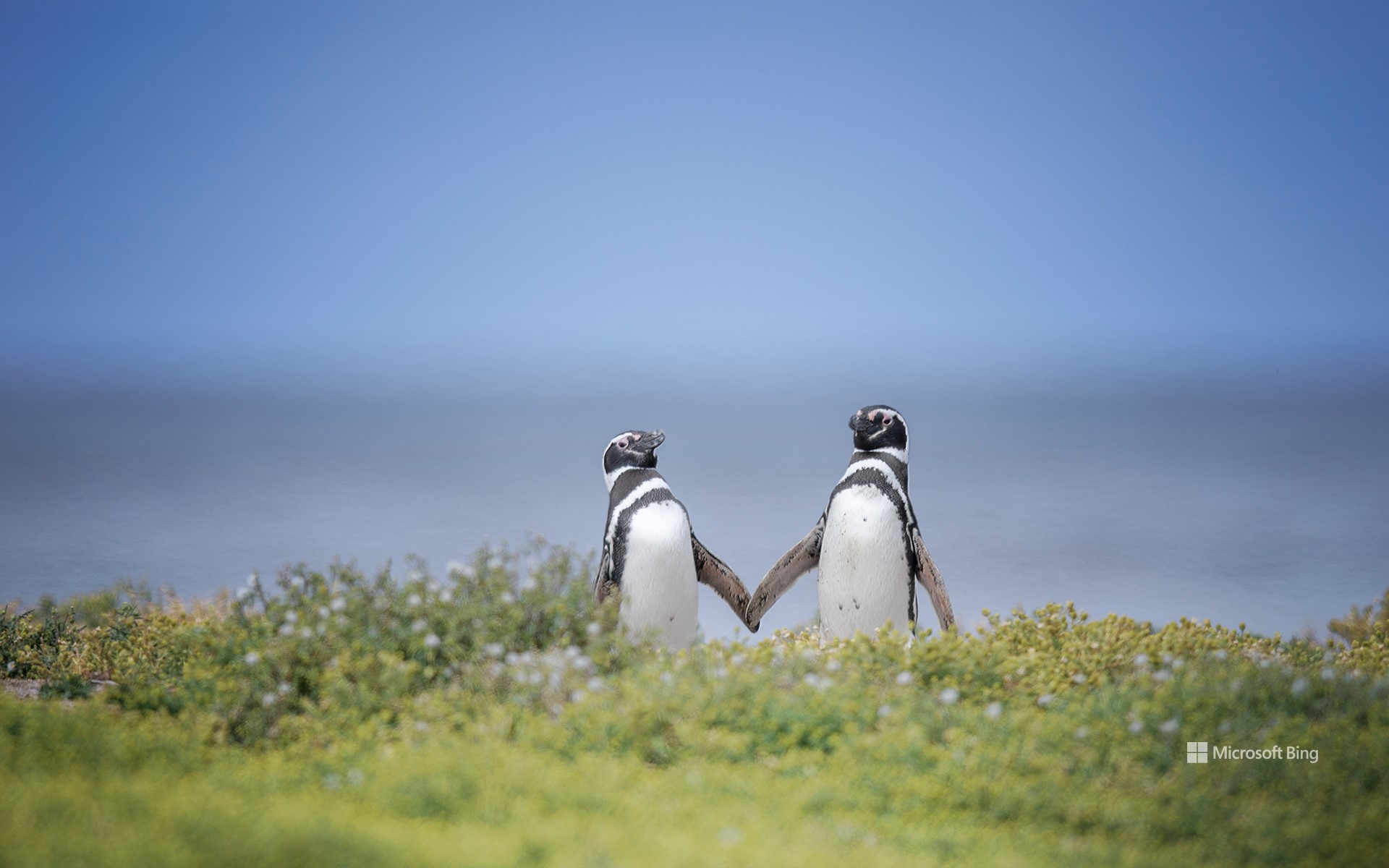 Two Magellanic penguins, Falkland Islands