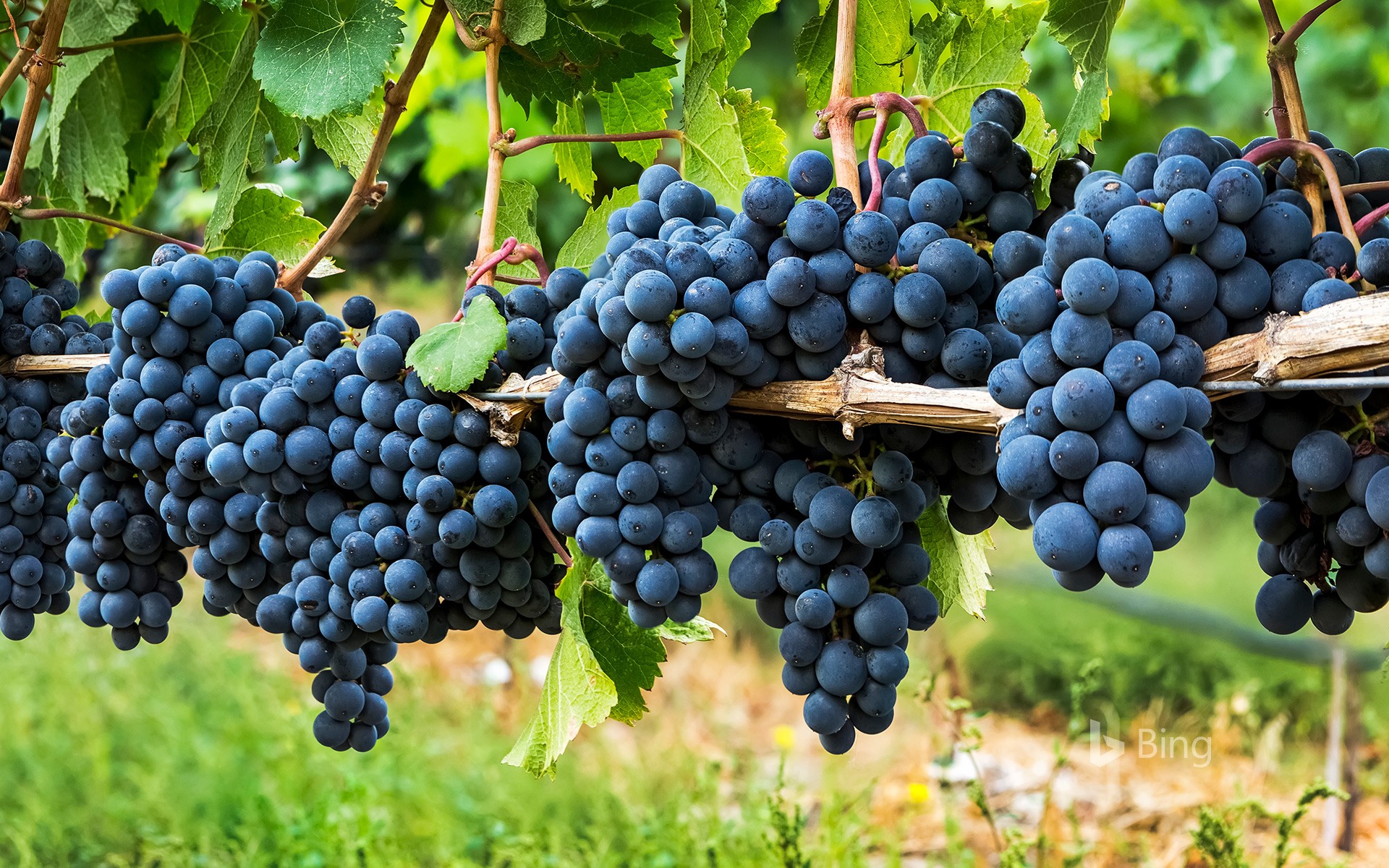 Clusters of dark purple grapes hanging on a vine in Penticton, B.C.
