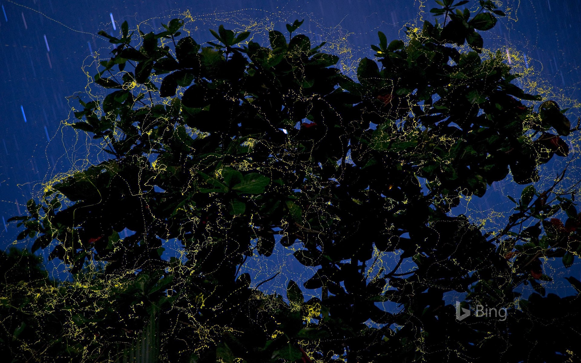 Fireflies surround a sea almond tree in Camarines Sur, Luzon, Philippines