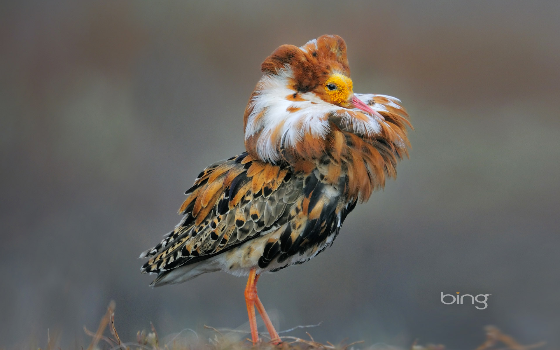 Male ruff in breeding plumage, Norway