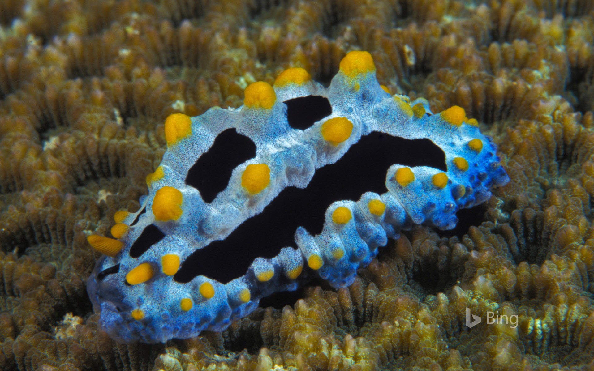 Phyllidia coelestis, a sea slug