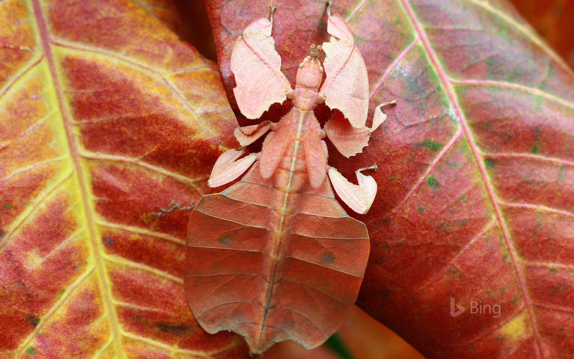 Leaf insect, Indonesia