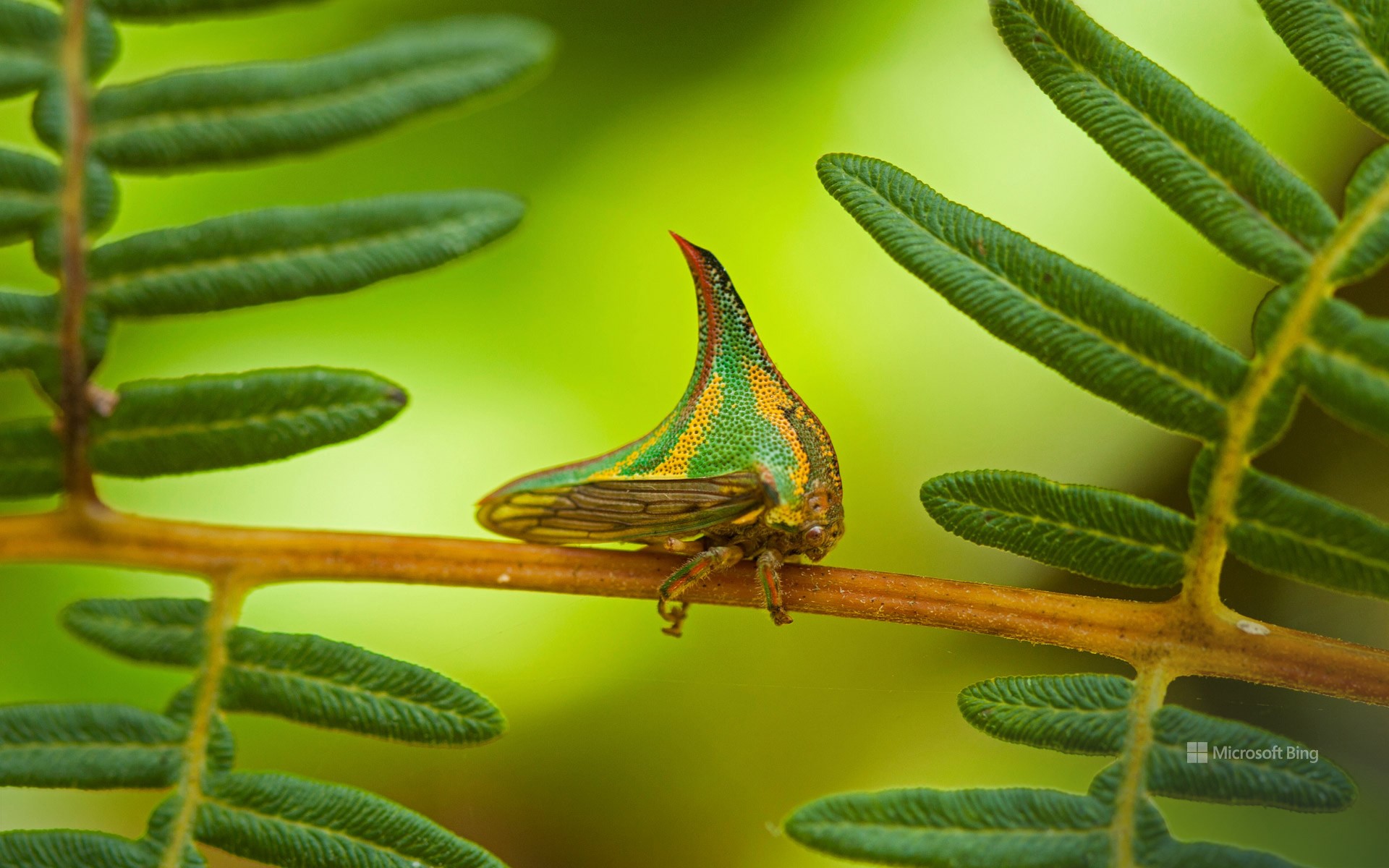 Thorn bug, Pico Bonito National Park, Honduras