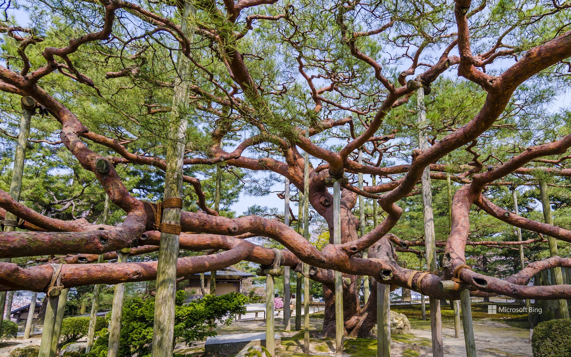 "Pine for the hands of Kenrokuen" Kanazawa