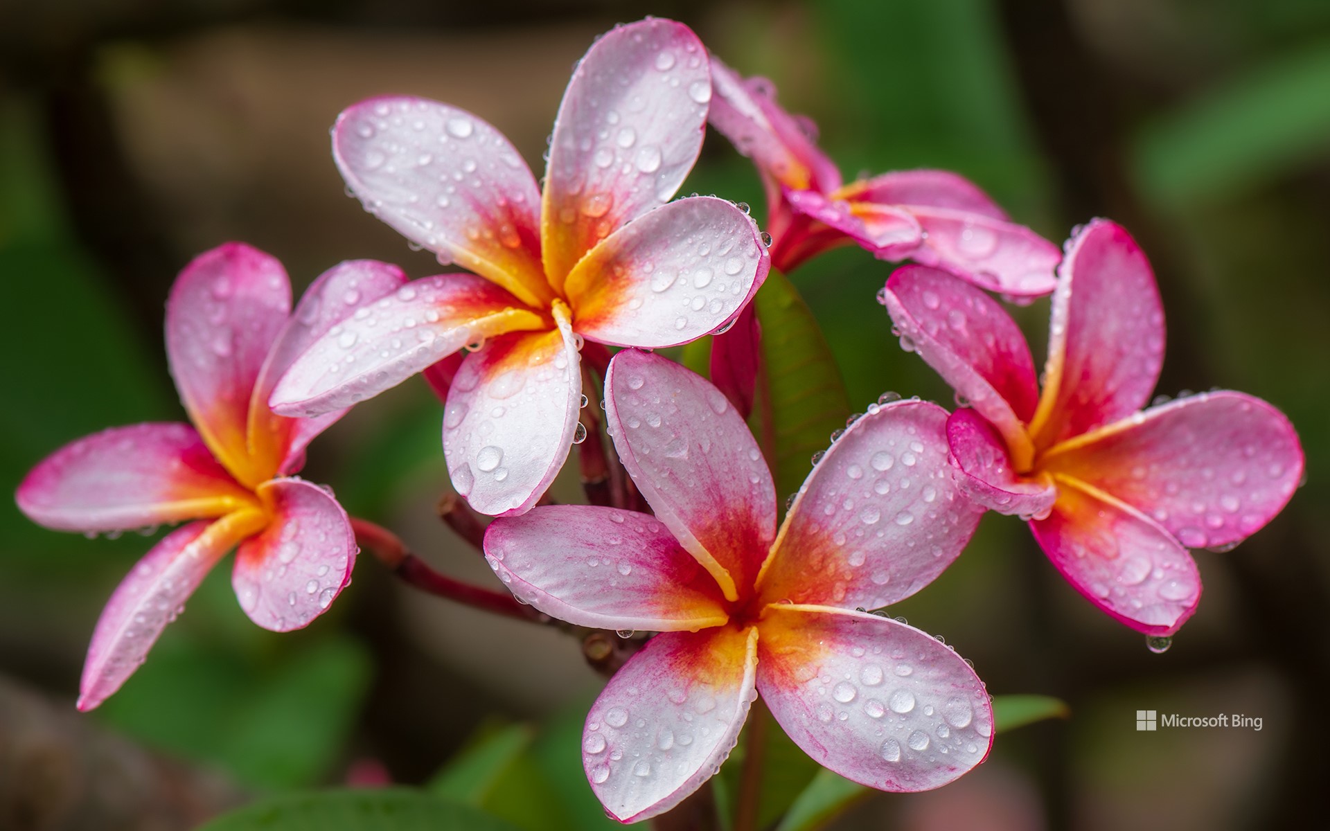 Plumeria flowers, Hawaii, United States