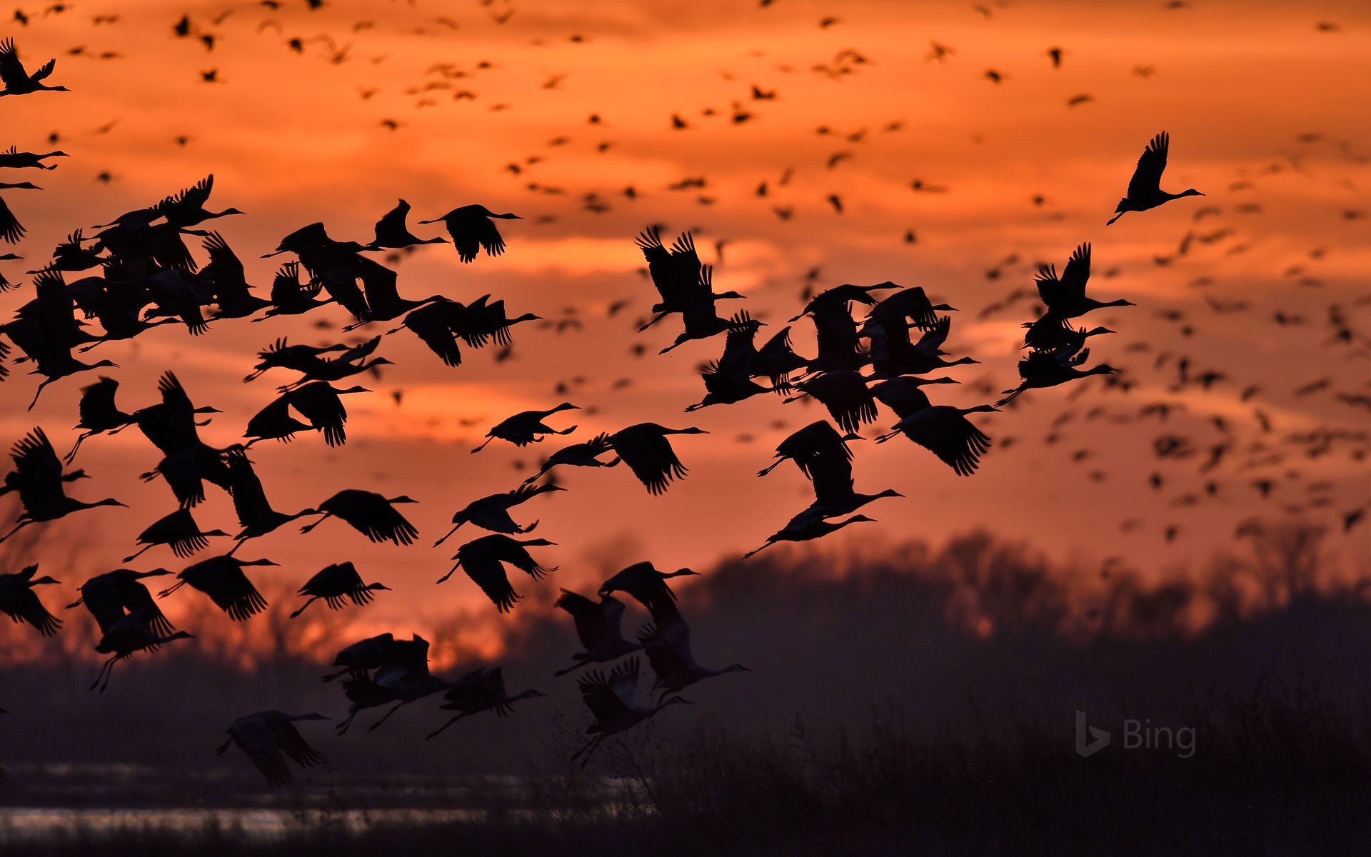 Sandhill cranes taking flight over the Platte River near Kearney, Nebraska