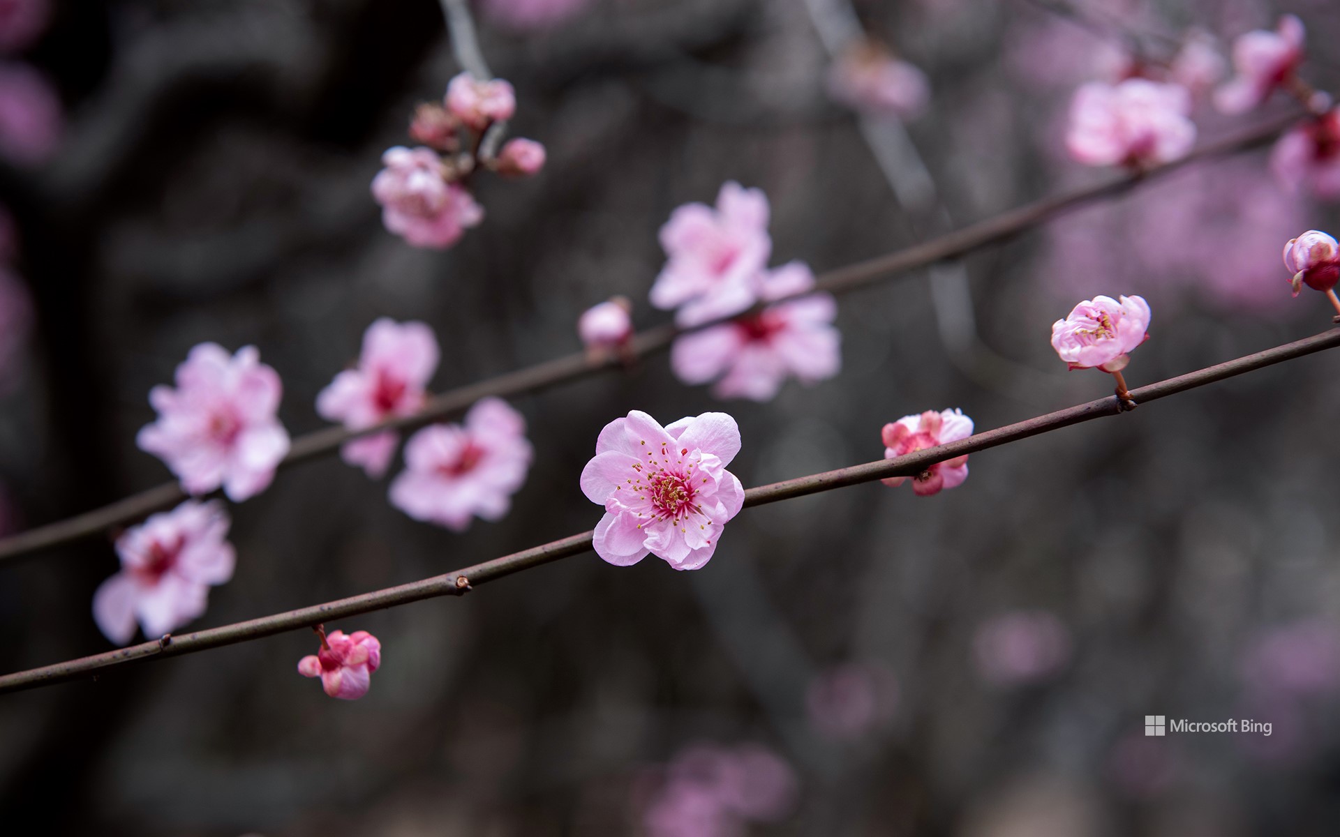 Plum blossoms, China