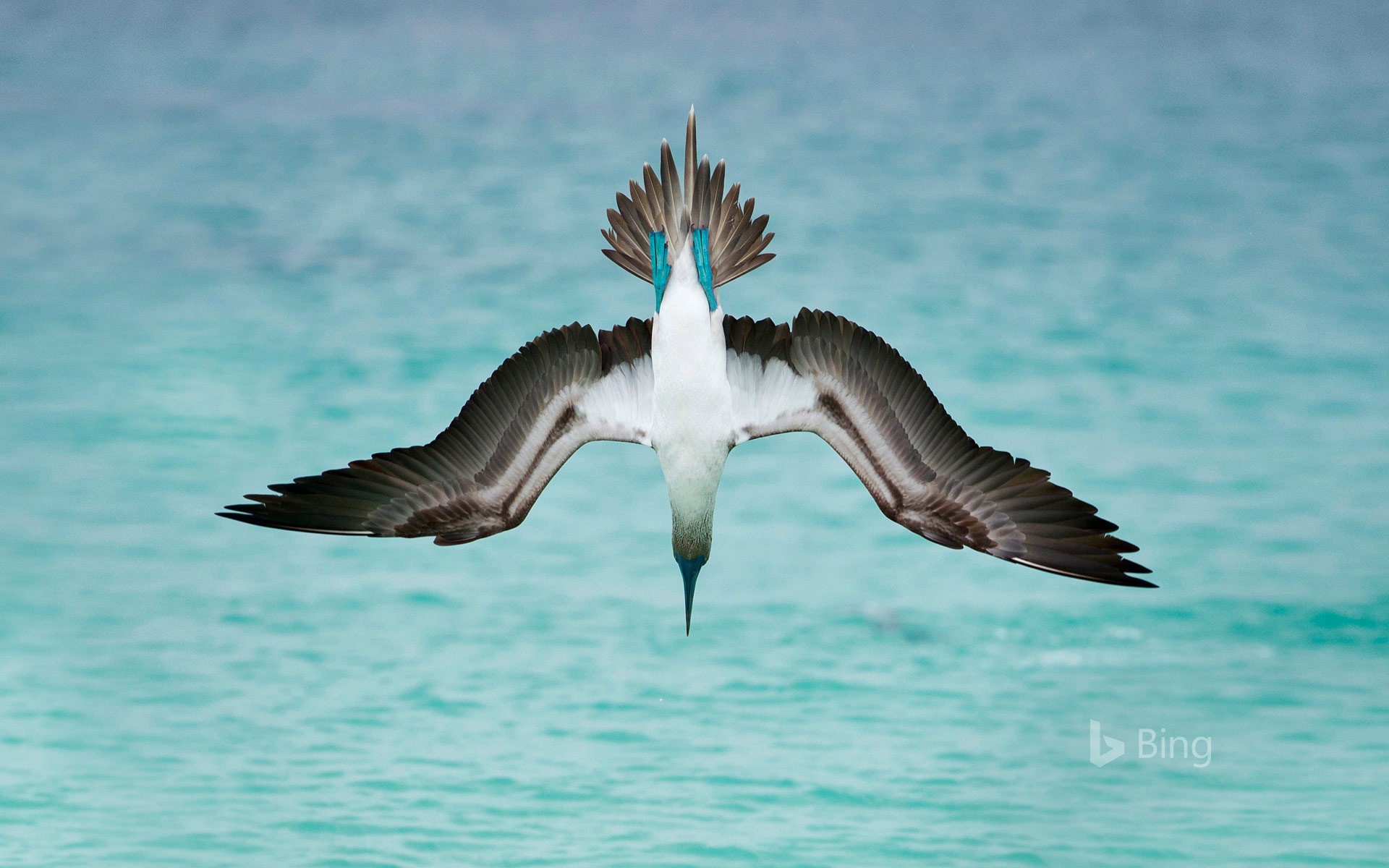 A blue-footed booby dives off San Cristóbal Island, Ecuador