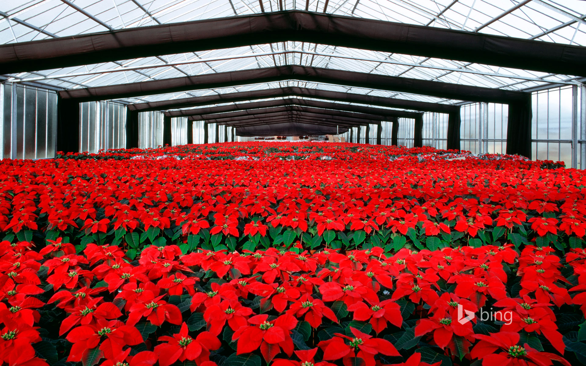 Poinsettia plants under cultivation in a greenhouse