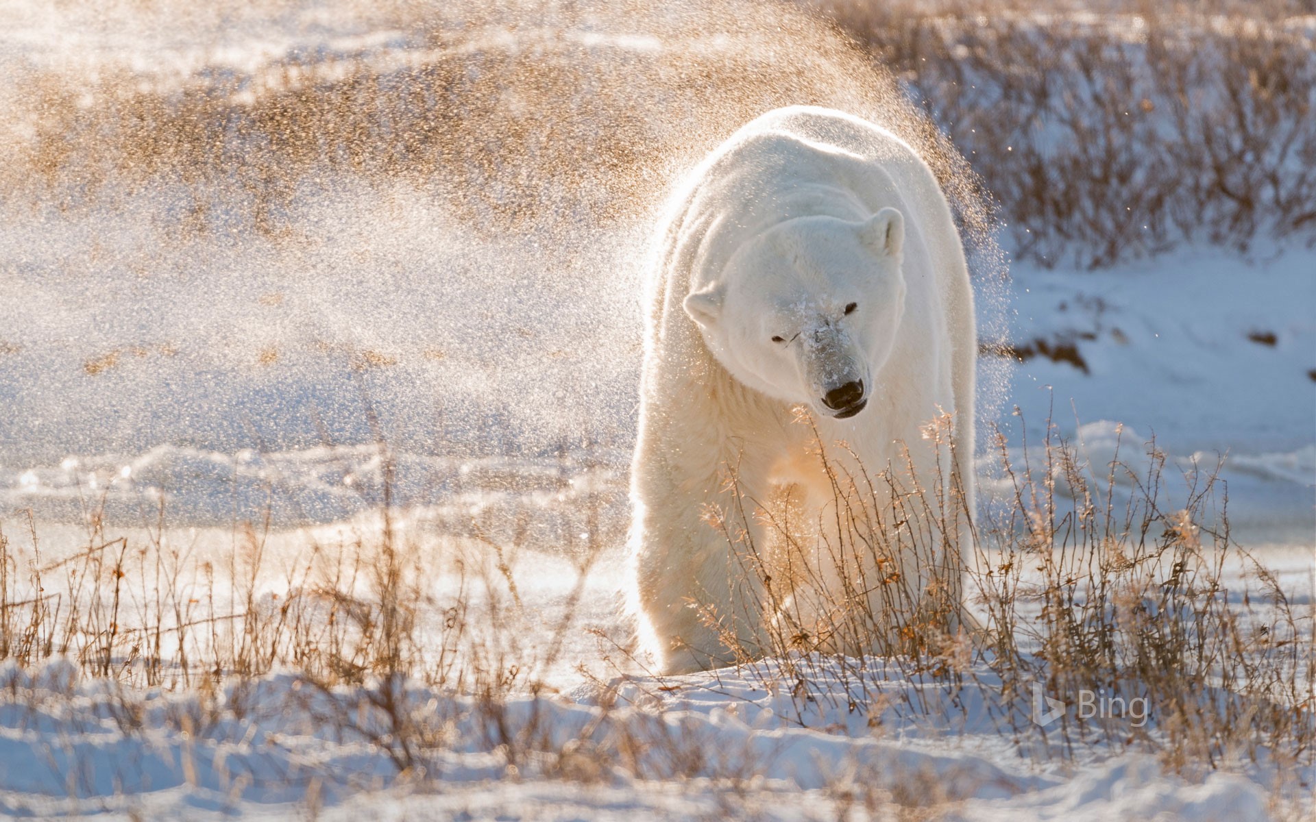 Polar bear in Hudson Bay, Canada