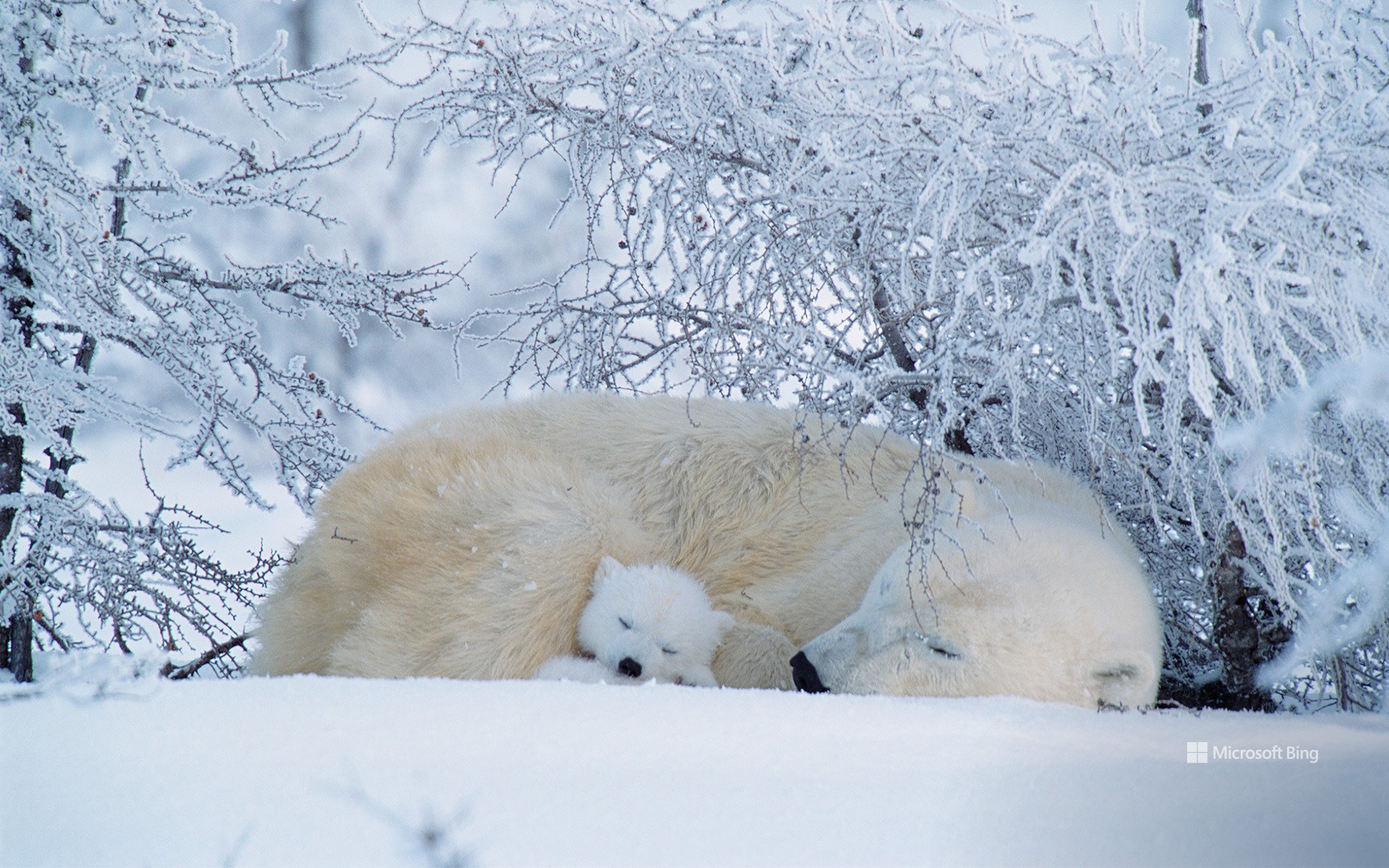 Polar bears asleep in Canada