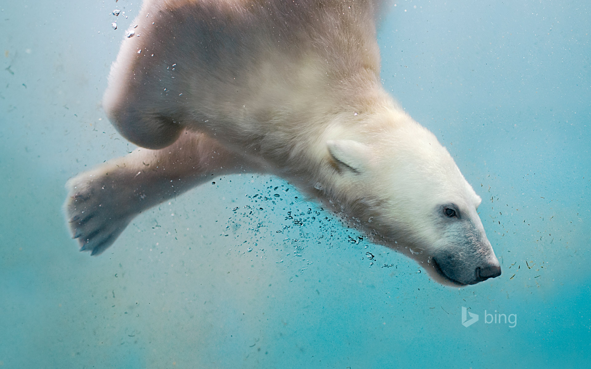 A polar bear plunging